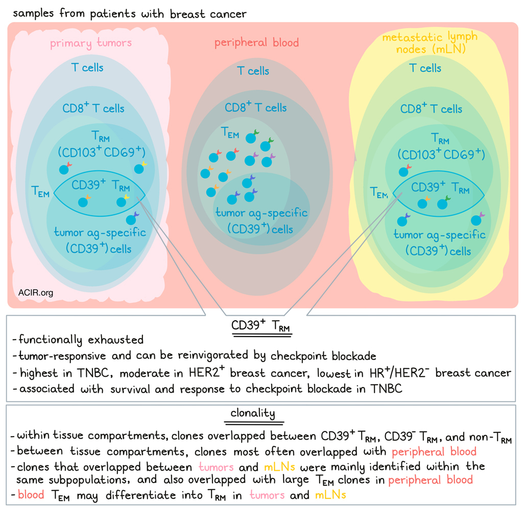 Tumor Specific And Tissue Resident Memory T Cells May Hold The Key In Tnbc