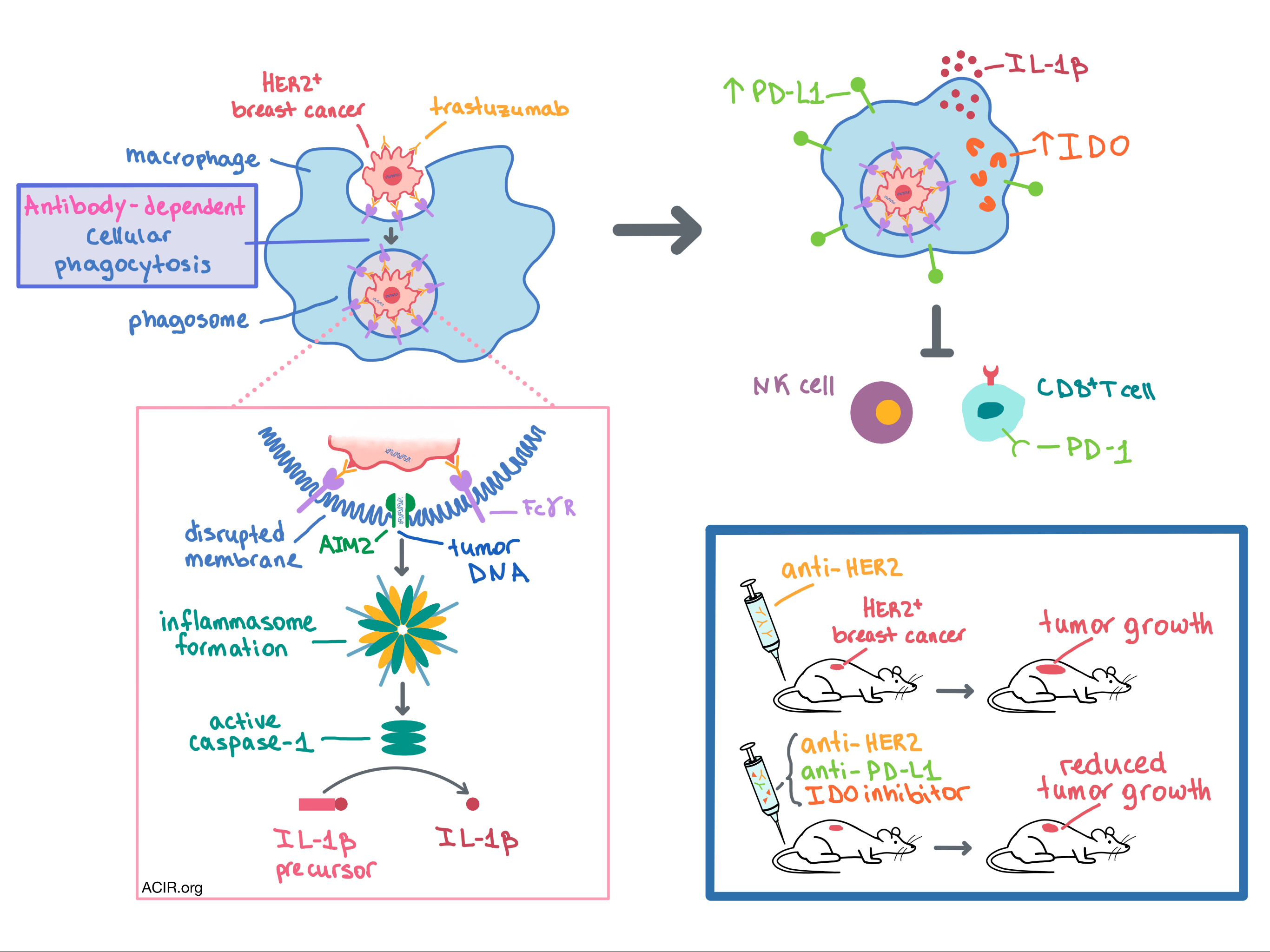 Macrophage Cells