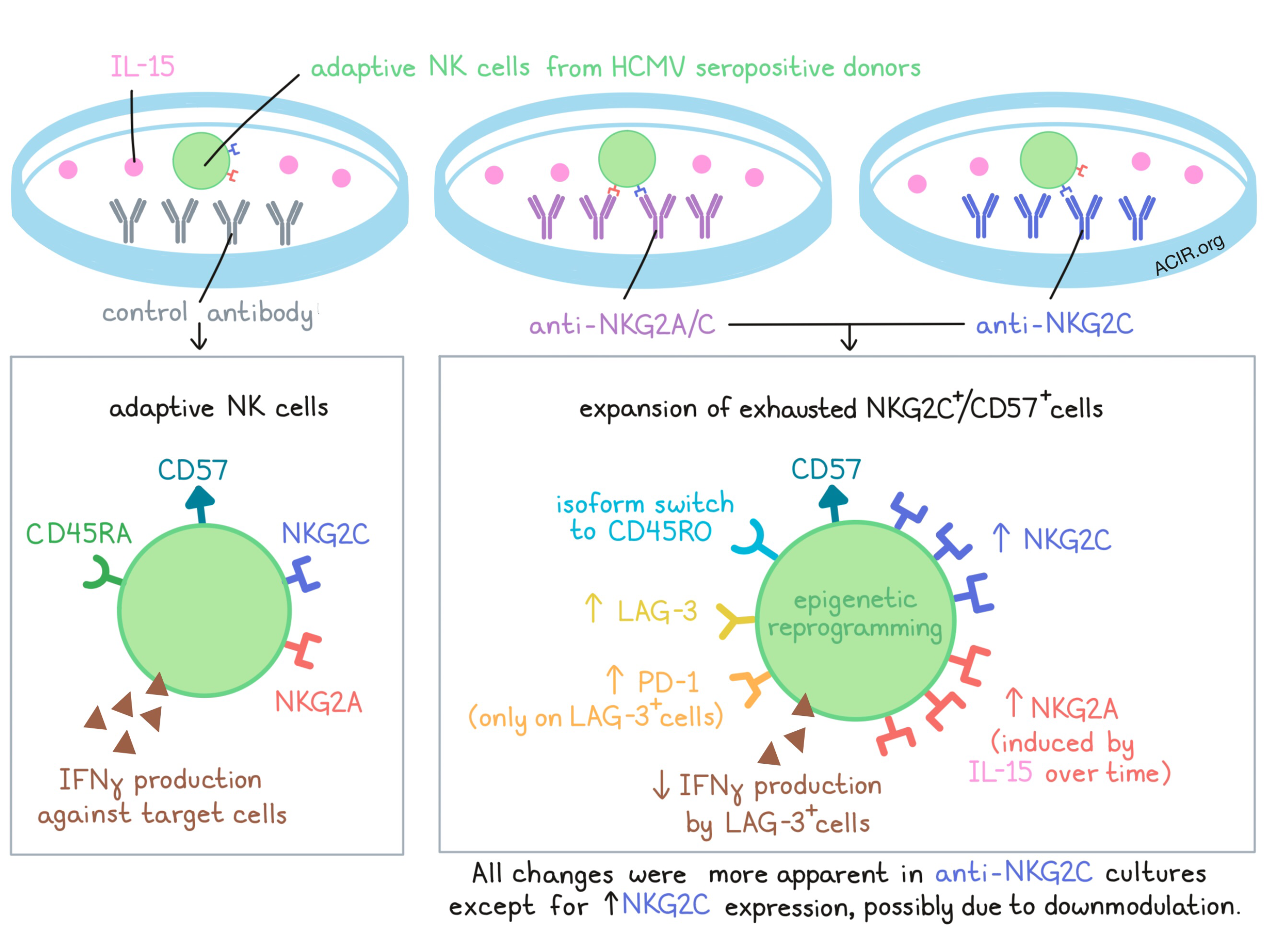 Activation And Exhaustion In Adaptive Nk Cells