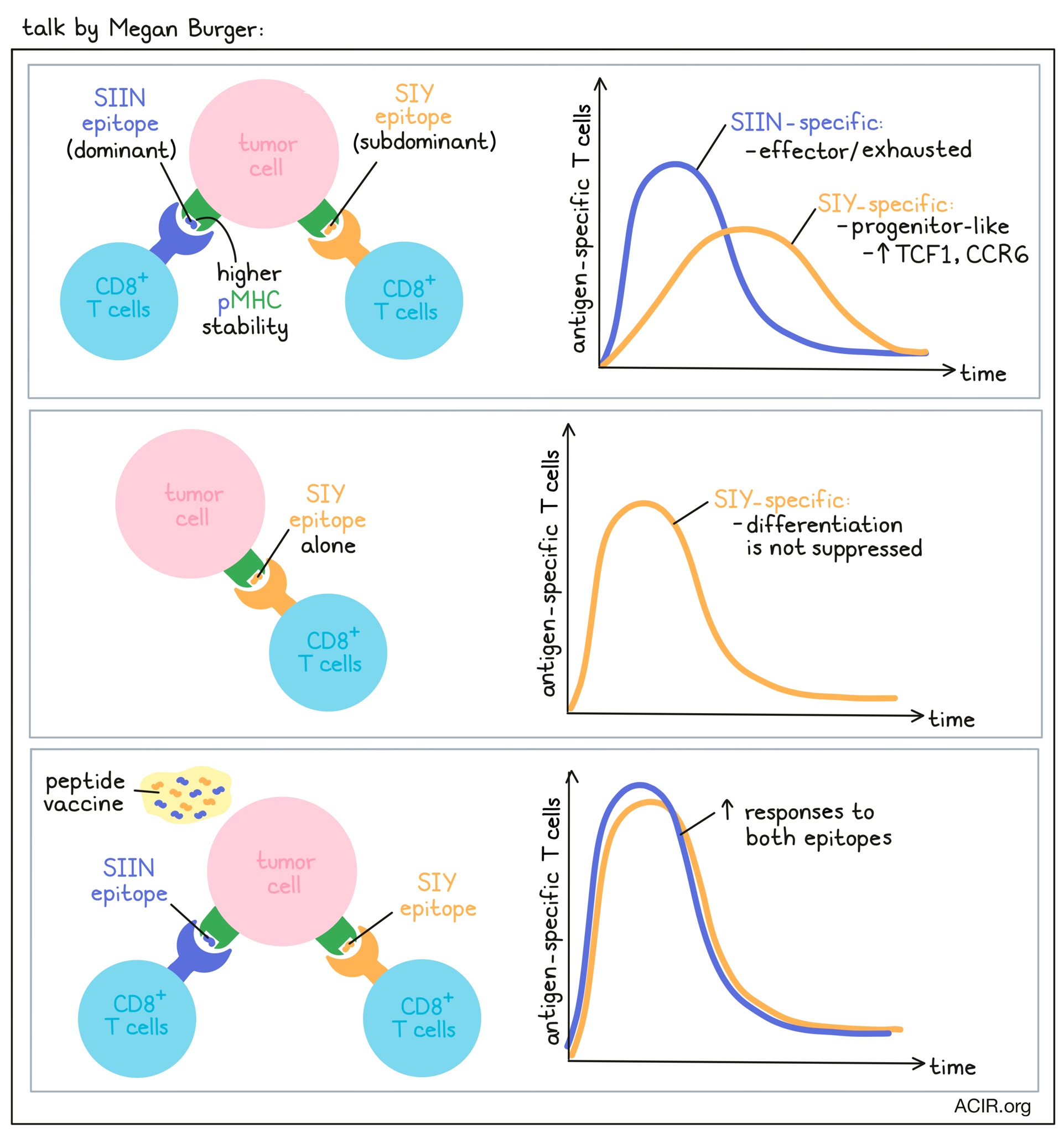 The holy grail: pan-cancer-targeting T cells