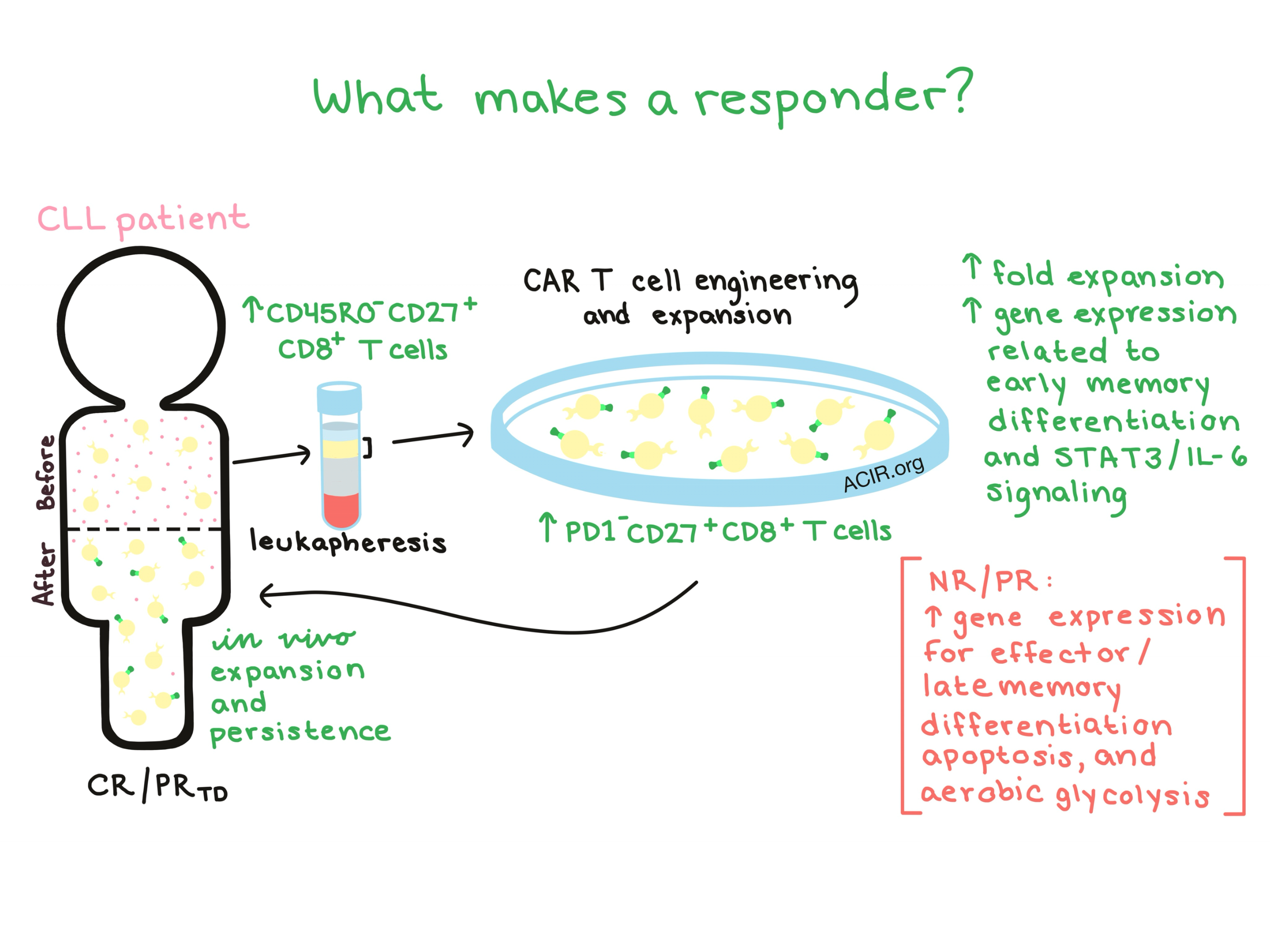 car t cell engineering