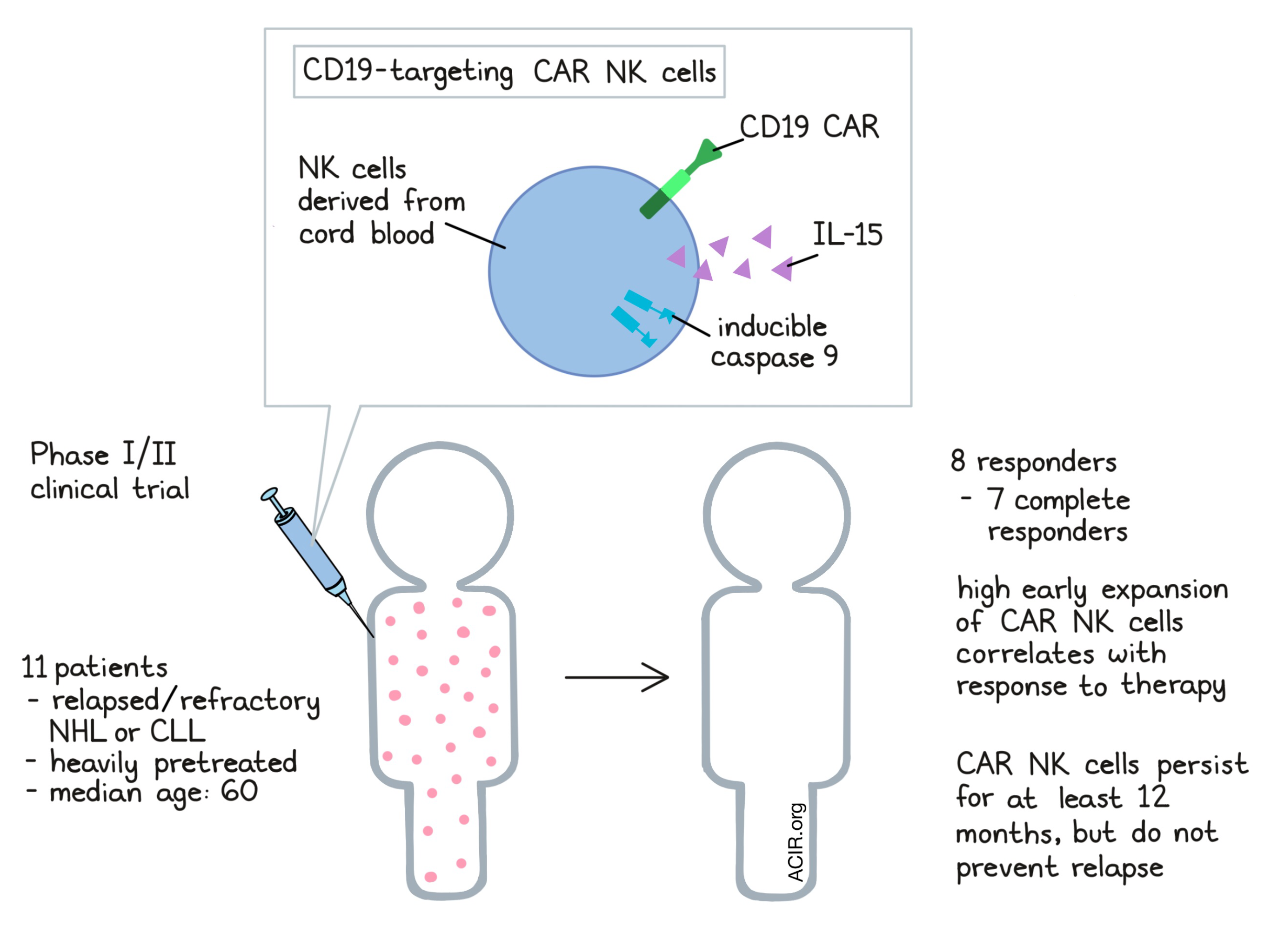 CAR NK cells the newest drivers on the road