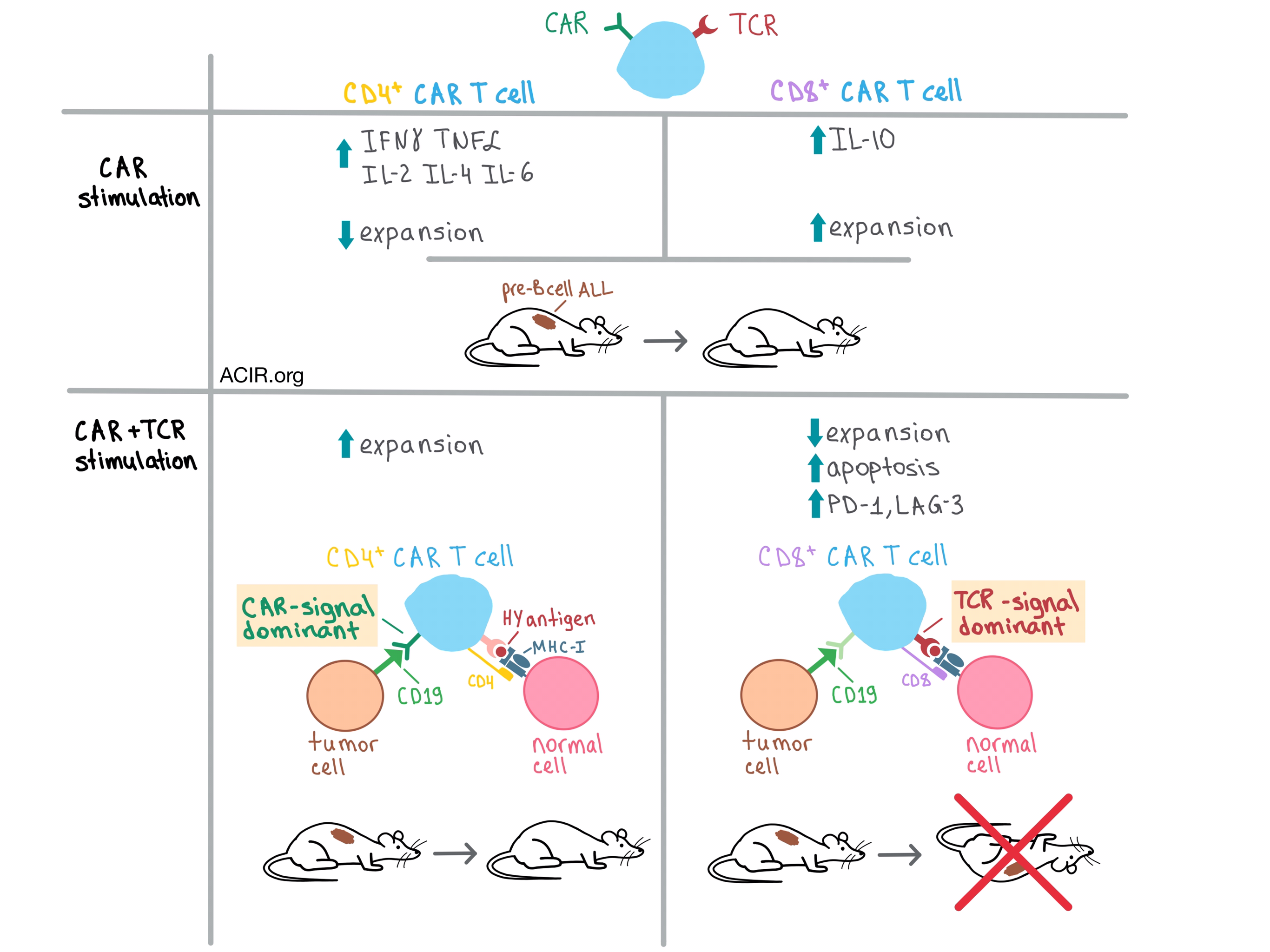 The Battle Of Receptors Car Vs Tcr