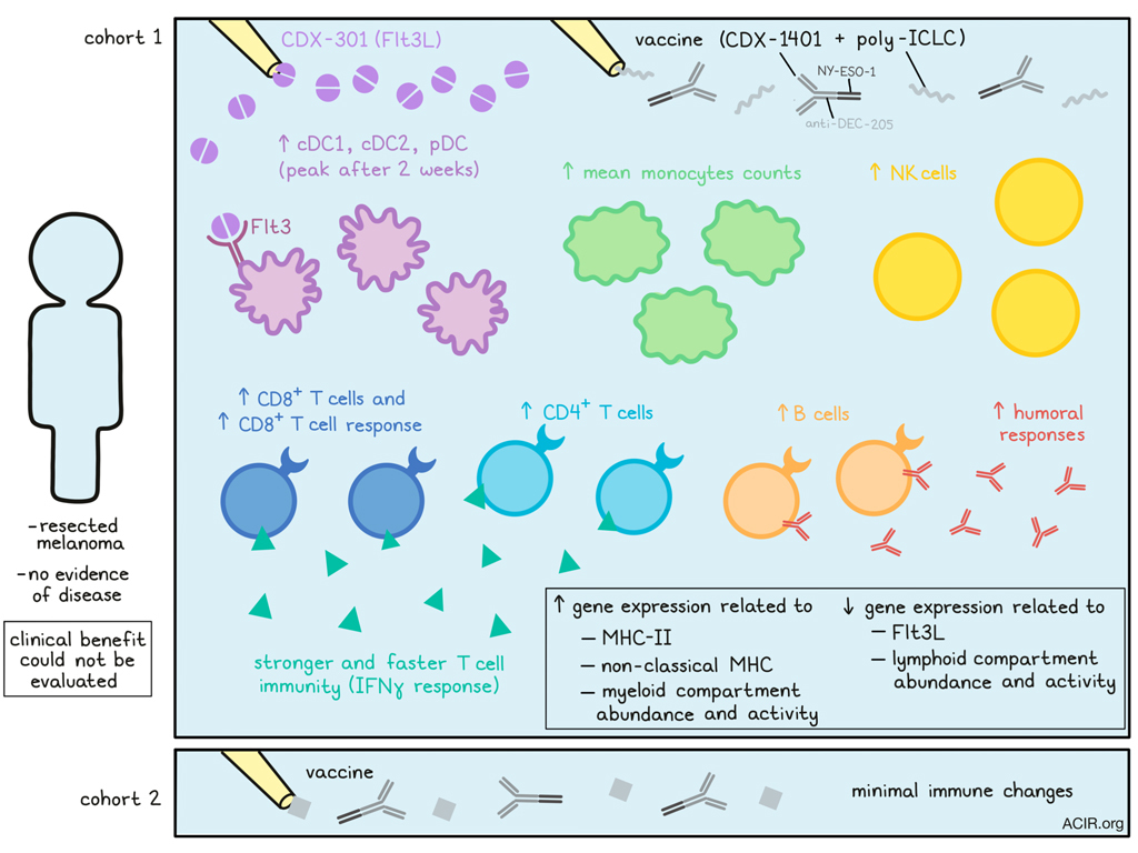 Recruiting APCs with Flt3 ligand increases immunogenicity of NY