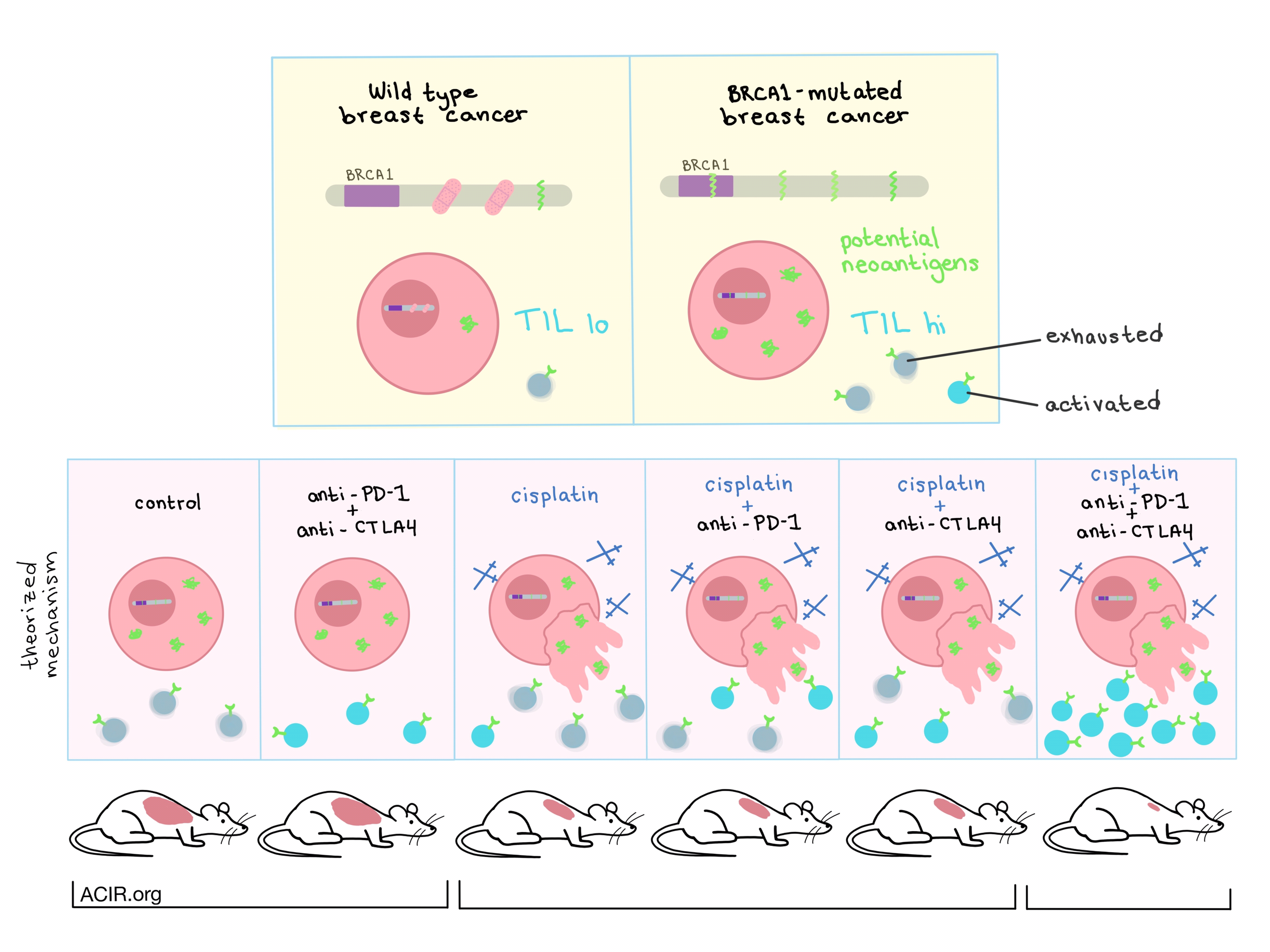 What Are Brca1 Brca2 Genes And How Do They Affect Cancer 49 Off 