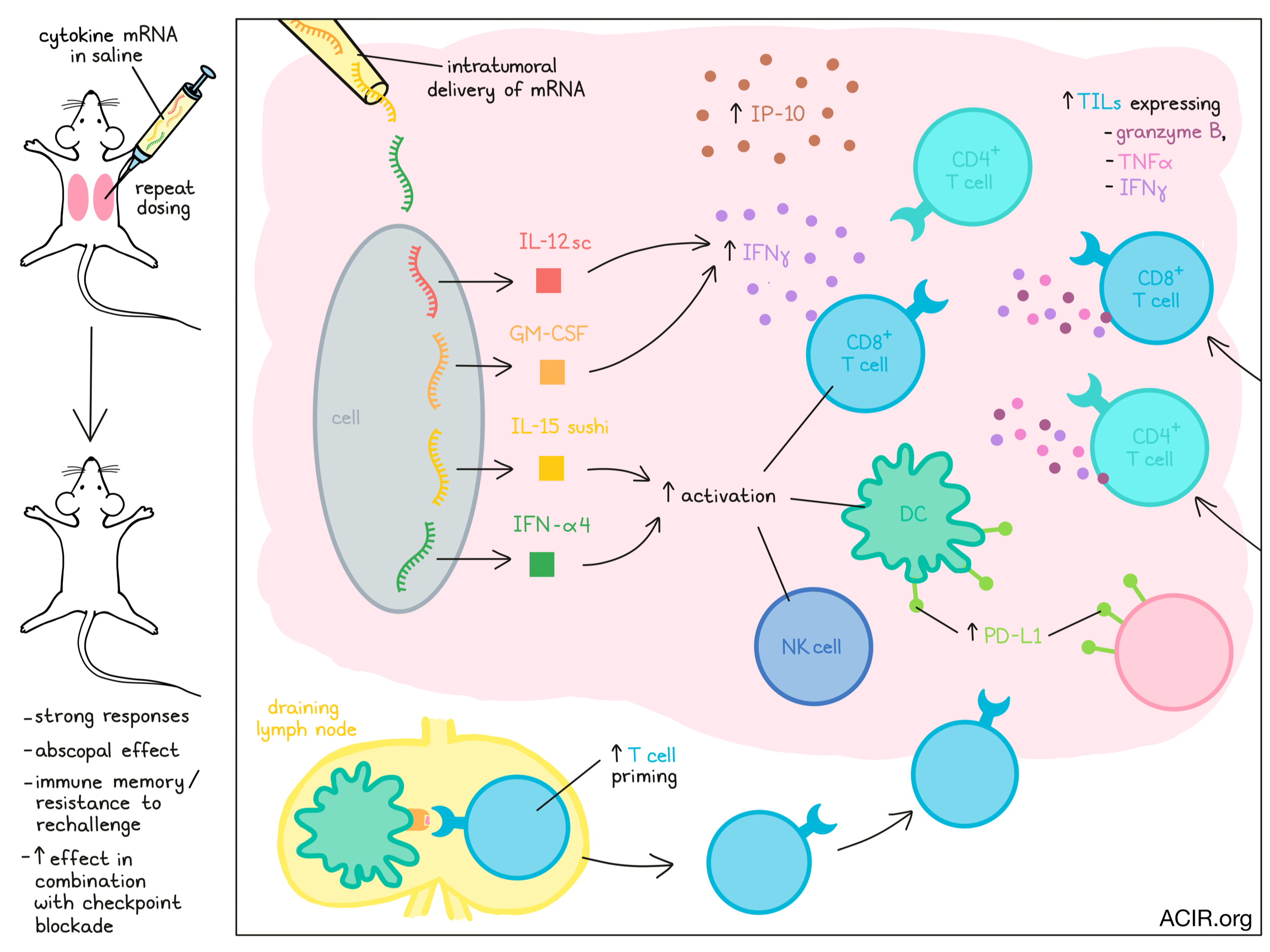 Rna To The Rescue Localized Cytokine Delivery Shapes Antitumor Responses 5016