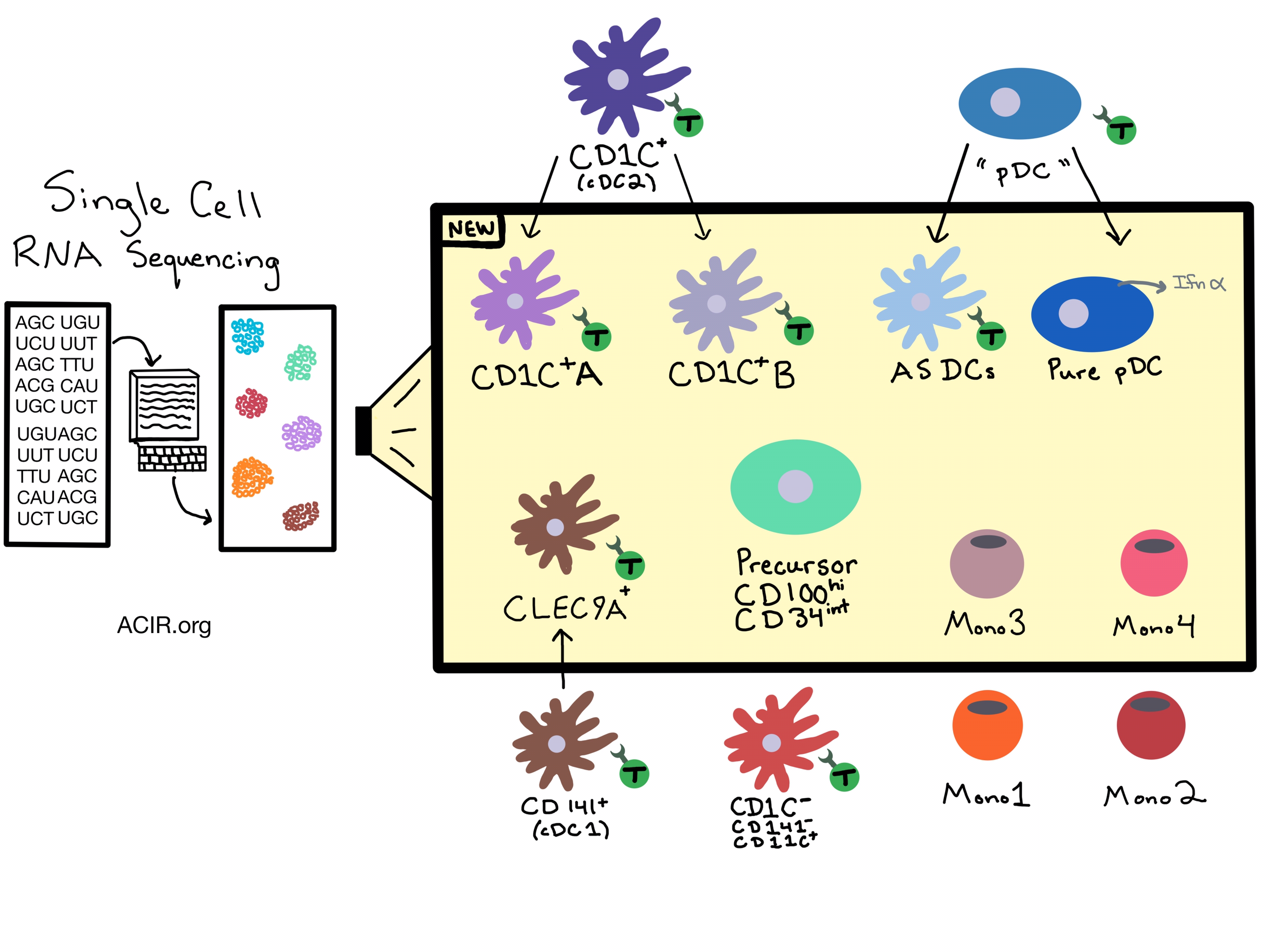 single cell rna seq