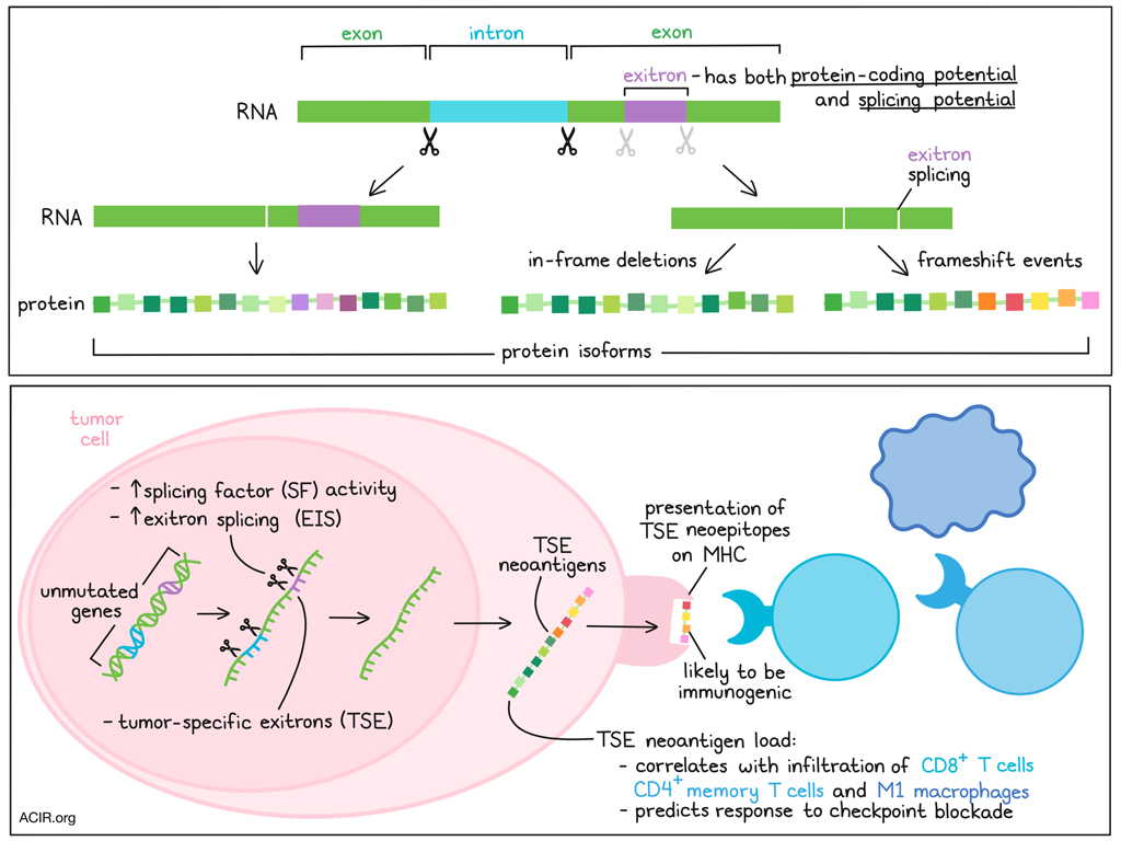 Just a few neoantigens may be enough for T cells to control prostate cancer