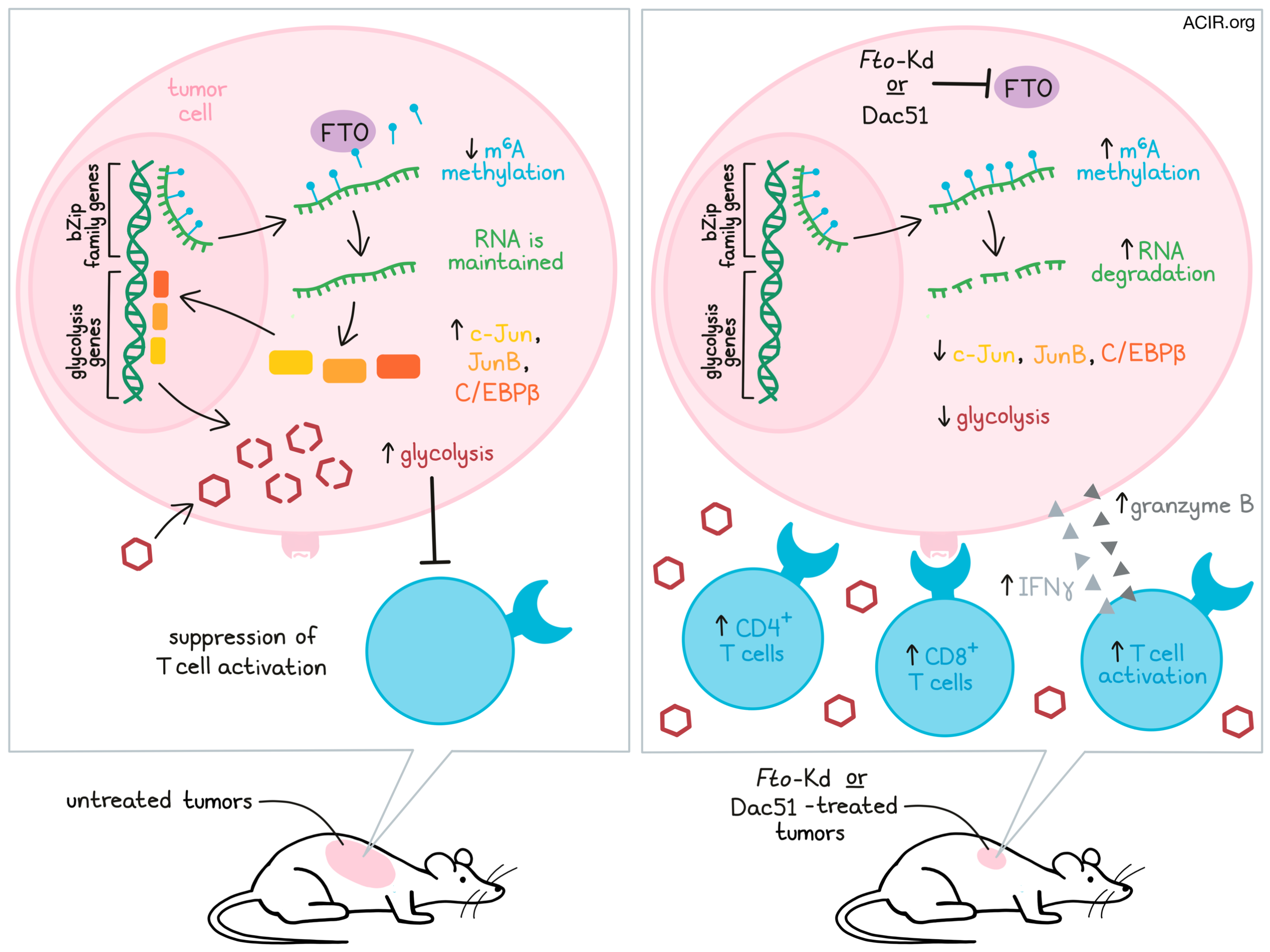 Tumors exploit FTO-mediated regulation of glycolytic metabolism to evade  immune surveillance - ScienceDirect