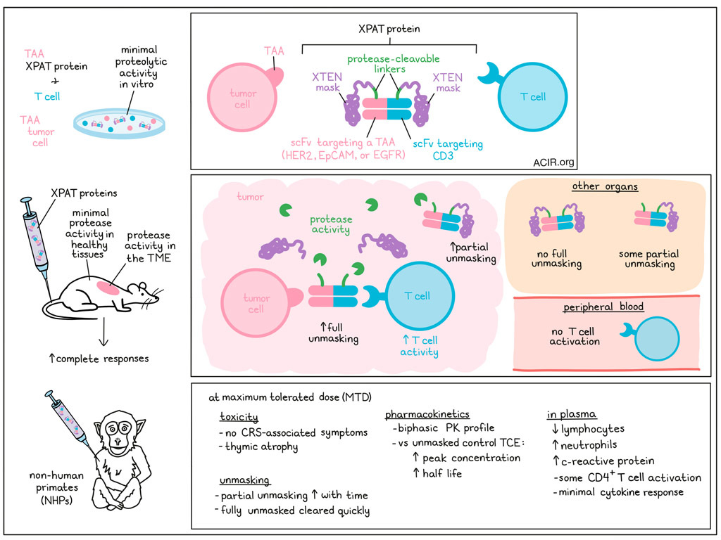 Masking Bispecific T Cell Engagers Until They Reach The Tumor Improves ...