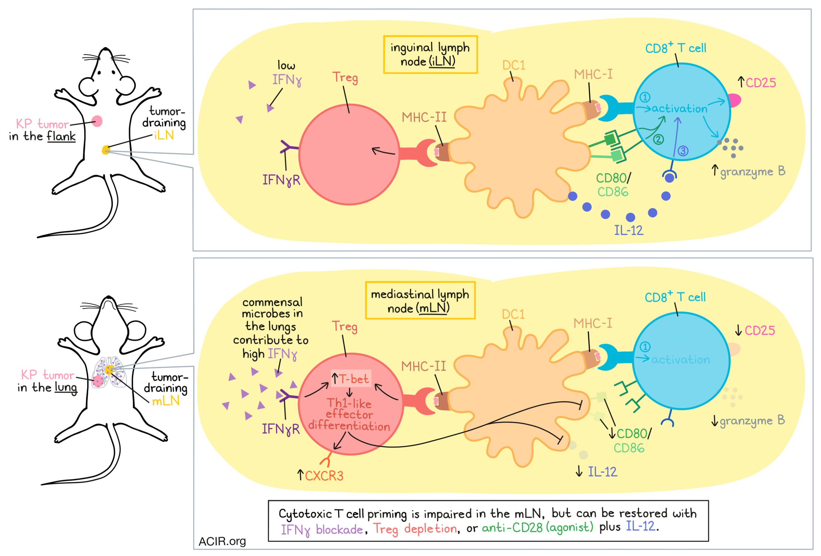 From Tpex to Tex: a journey through CD8+ T cell responses in cancer  immunotherapy