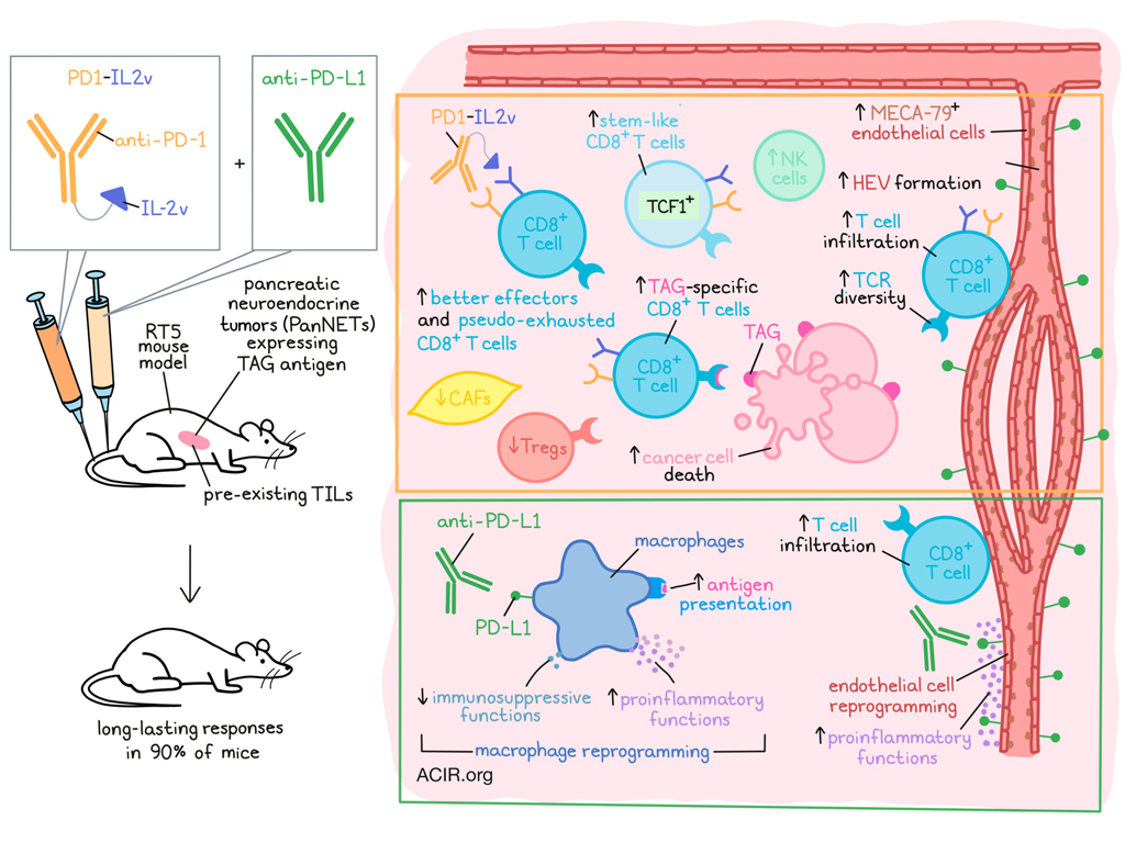 Checkpoint blockade to overcome acquired resistance to immunocytokine
