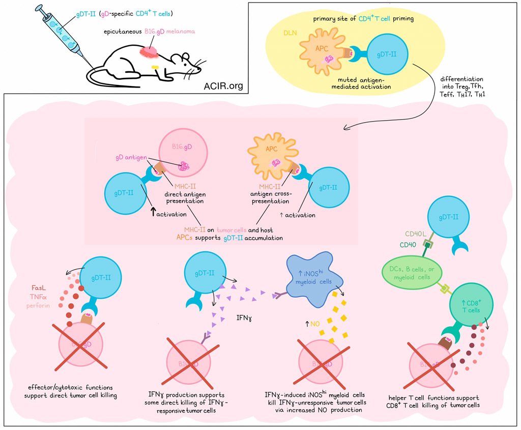 CD4+ T Cells Wear Many Hats