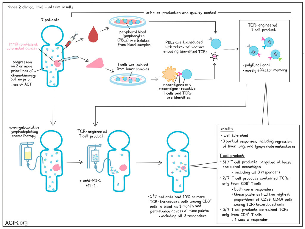 First signs of clinical efficacy for personalized TCR-engineered T cells