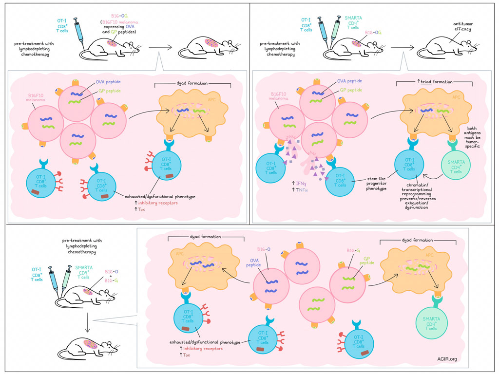 Three's company: immune triads license CD8+ T cell-mediated