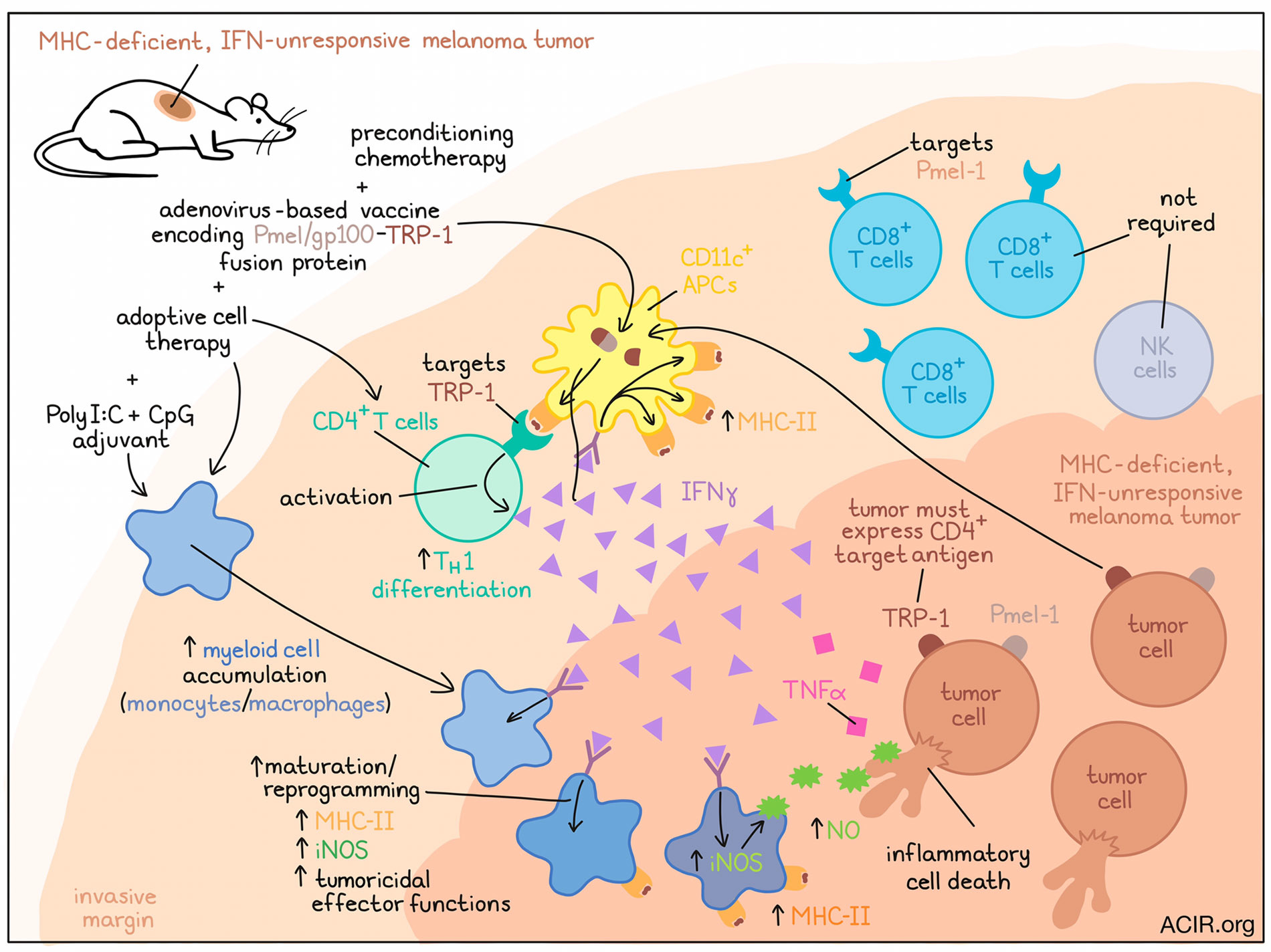 A Few CD4 T Cells Go A Long Way Against Immune evasive Tumors