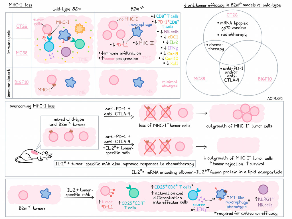 T cells and macrophages collaborate to overcome MHC-I loss-induced ...