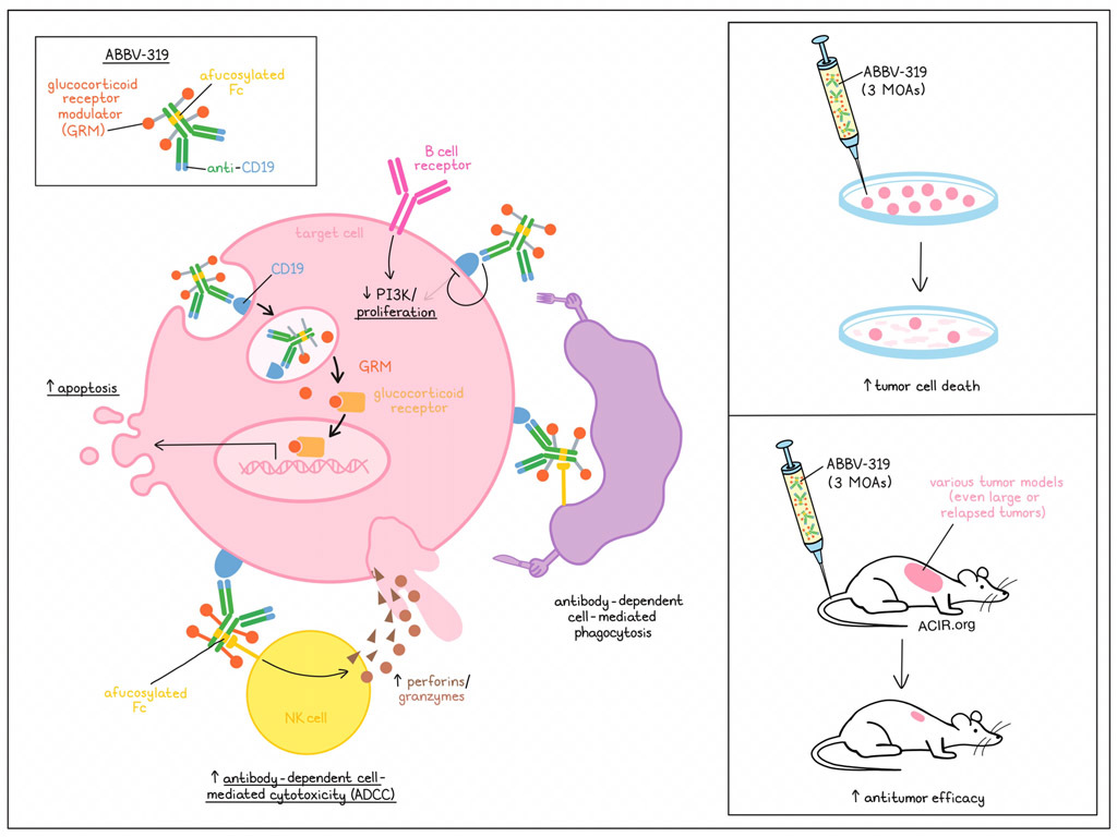 A glucocorticoid game changer for B cell cancers