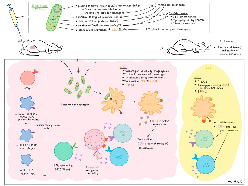 Novel vaccine strategy uses bacteria to deliver cancer neoantigens