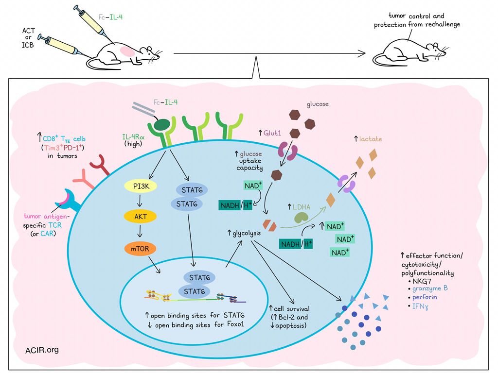 A type 2 cytokine fusion with type 1 effects – using IL-4 to enhance ...