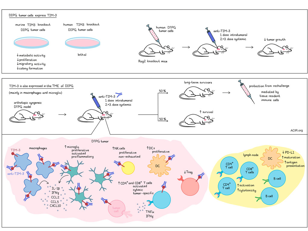 Dipg Color TIM-3 blockade offers new hope for incurable childhood cancer, DIPG