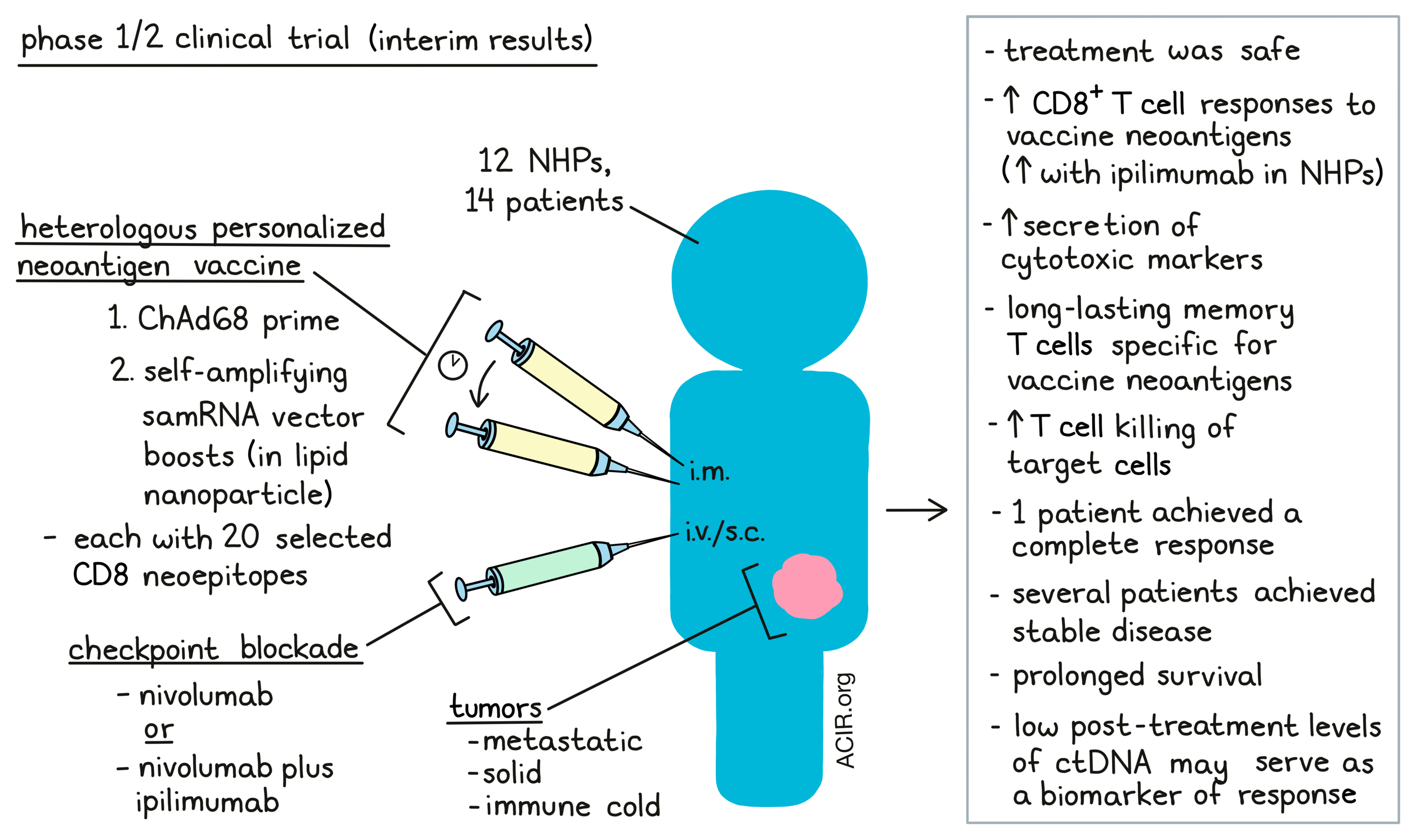 New neoantigen vaccine strategy aids checkpoint blockade in cold tumors