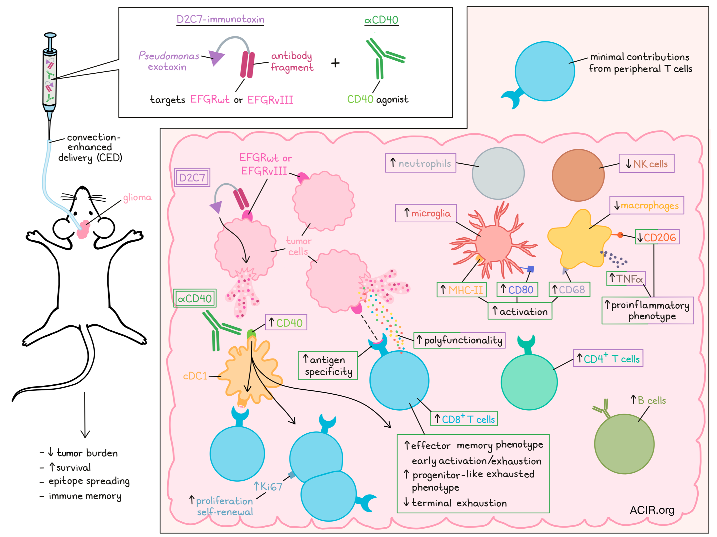 Improving D2C7-immunotoxin therapy with agonist CD40