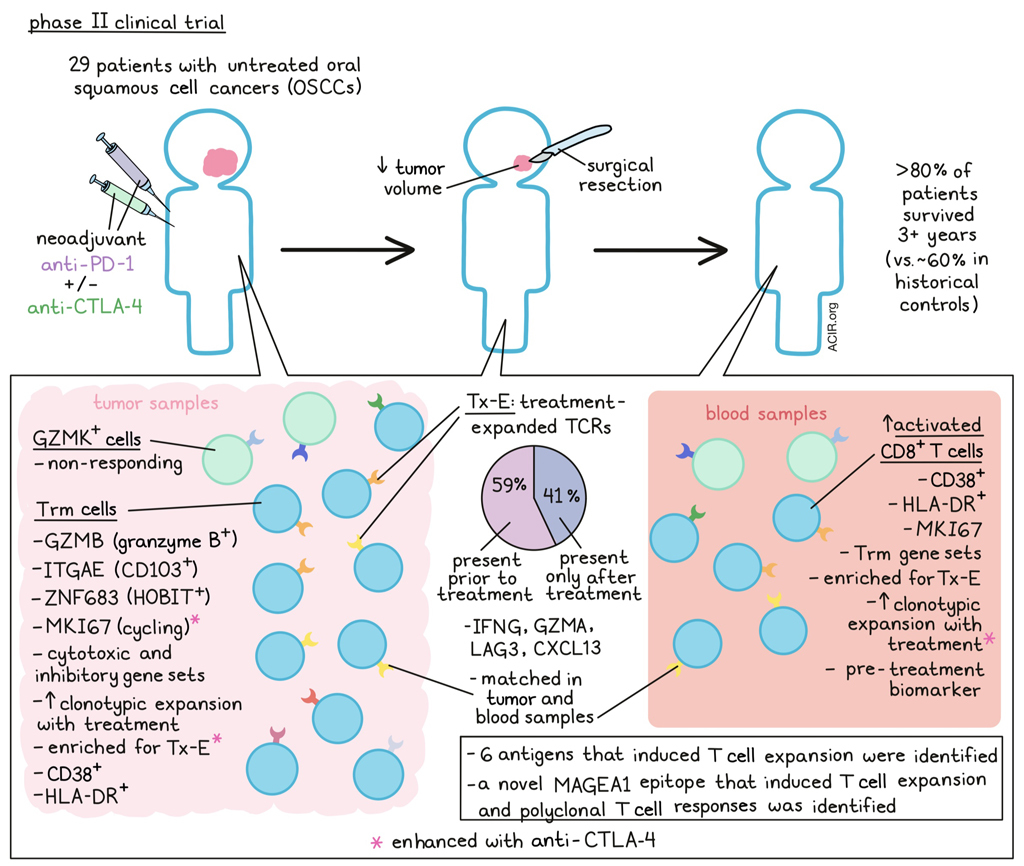 targeting resident memory t cells for cancer immunotherapy