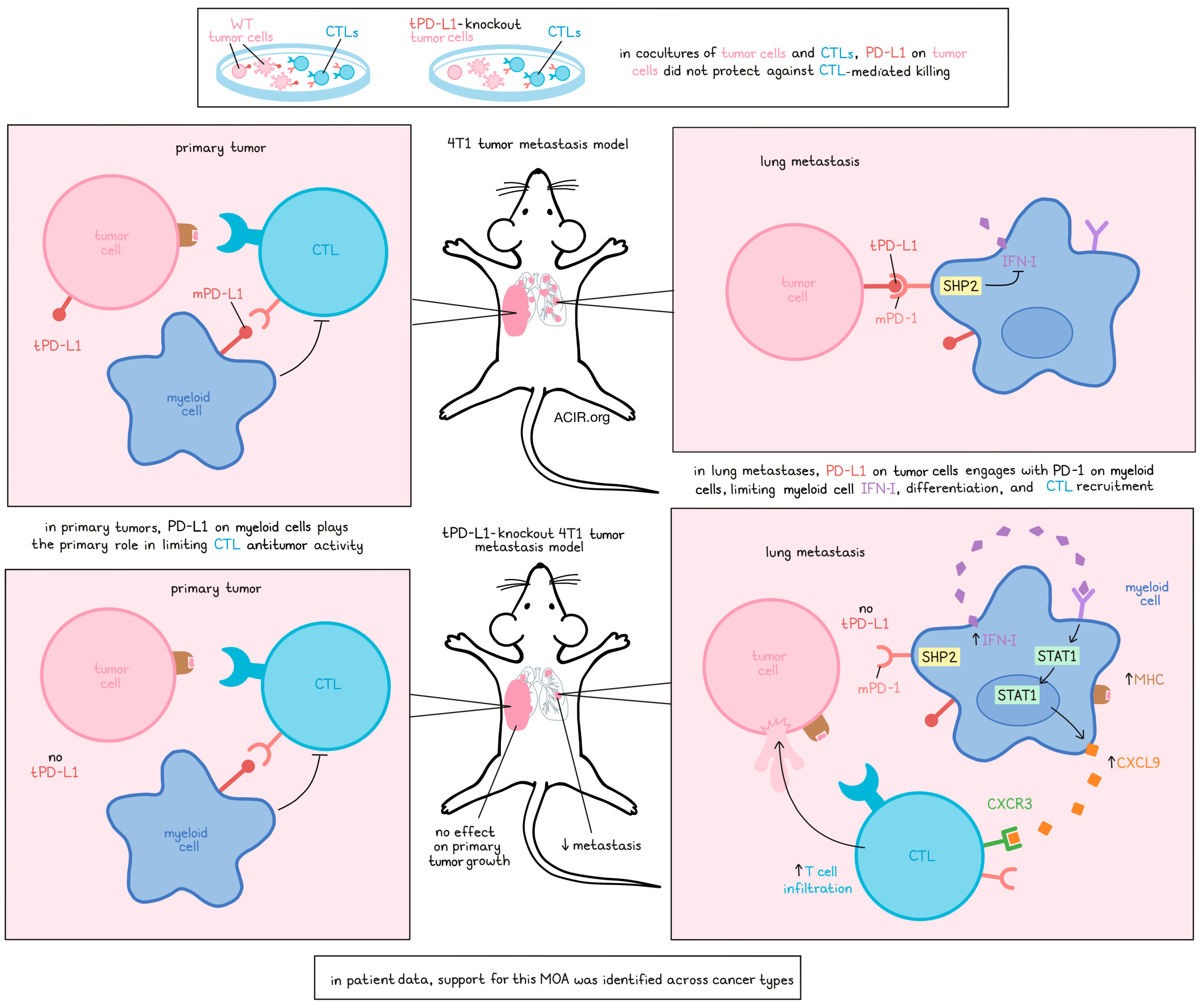 From Tpex to Tex: a journey through CD8+ T cell responses in cancer  immunotherapy