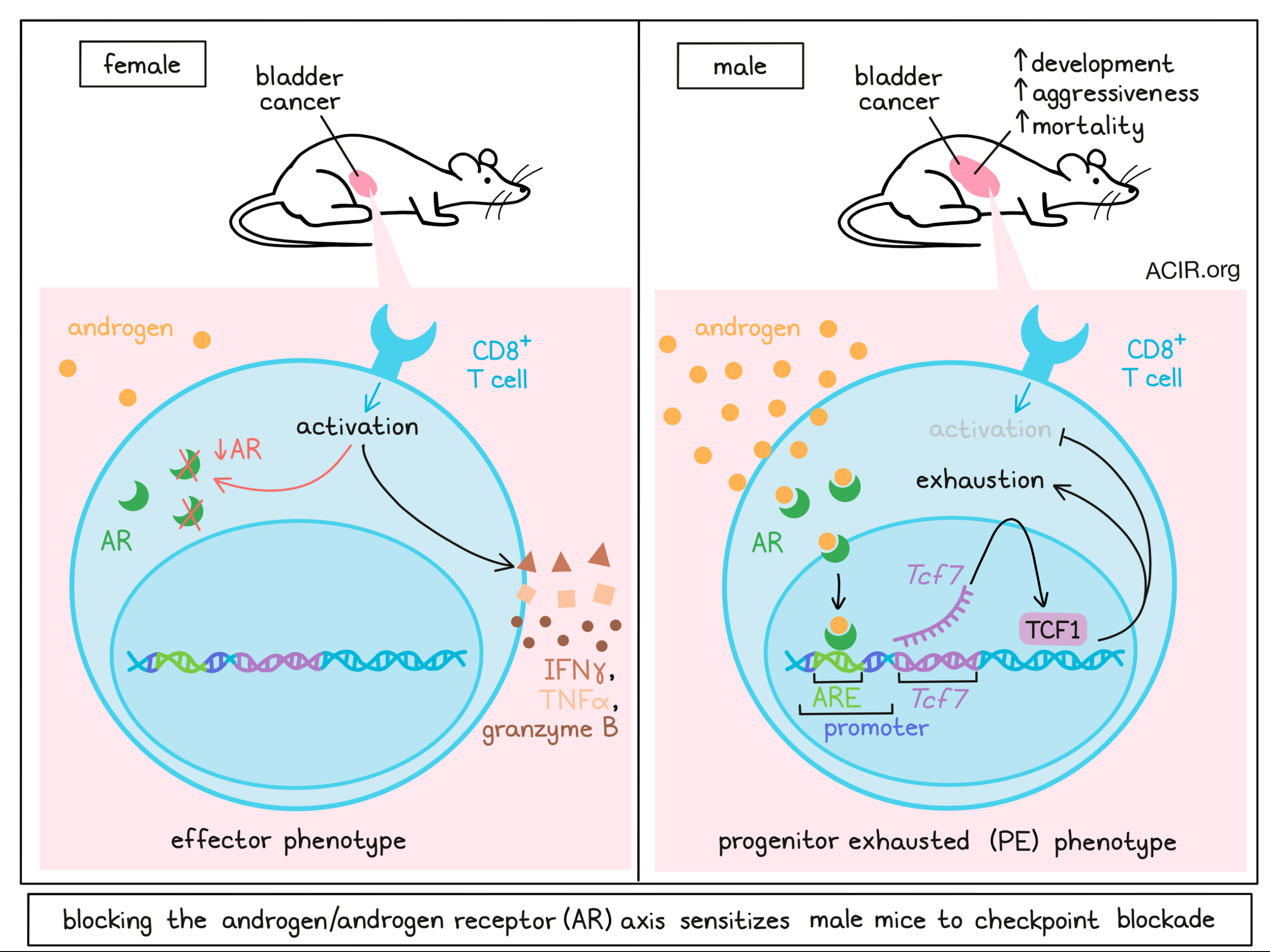 Hormone-driven immune exhaustion fuels sex bias in cancer