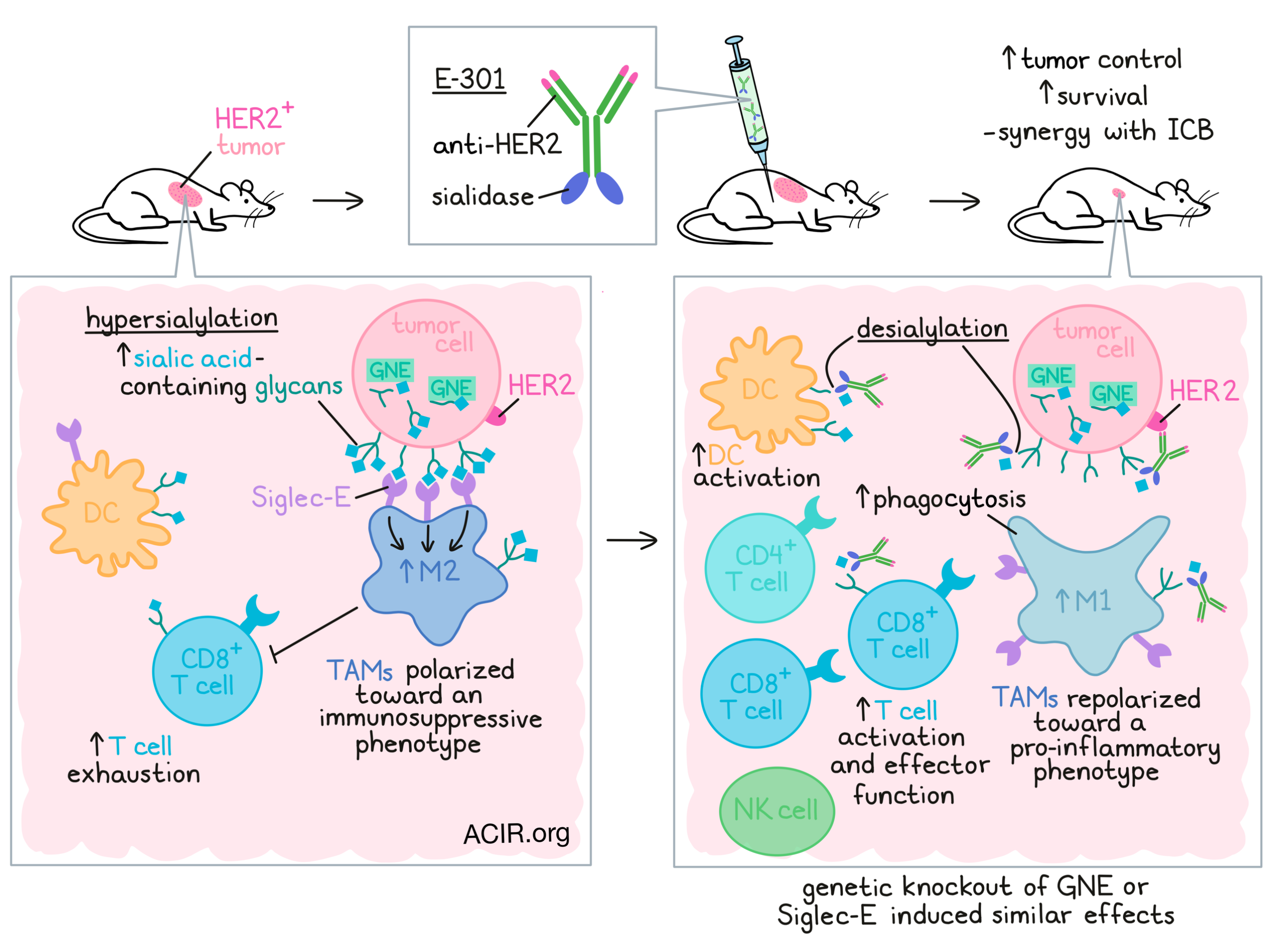 Simple gene signature to assess murine fibroblast polarization