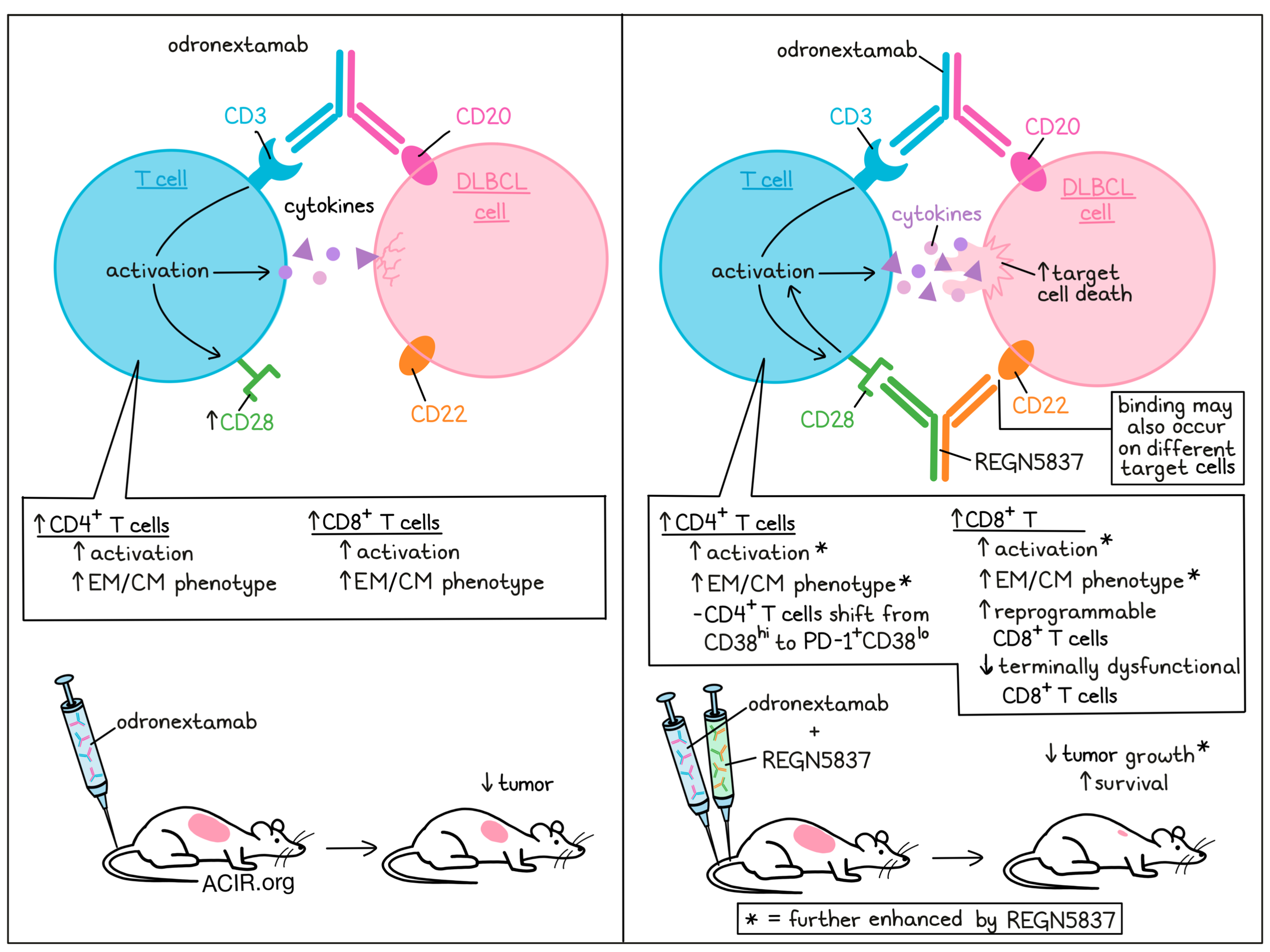 How to Test Human-Specific Combination Immunotherapies In Vivo