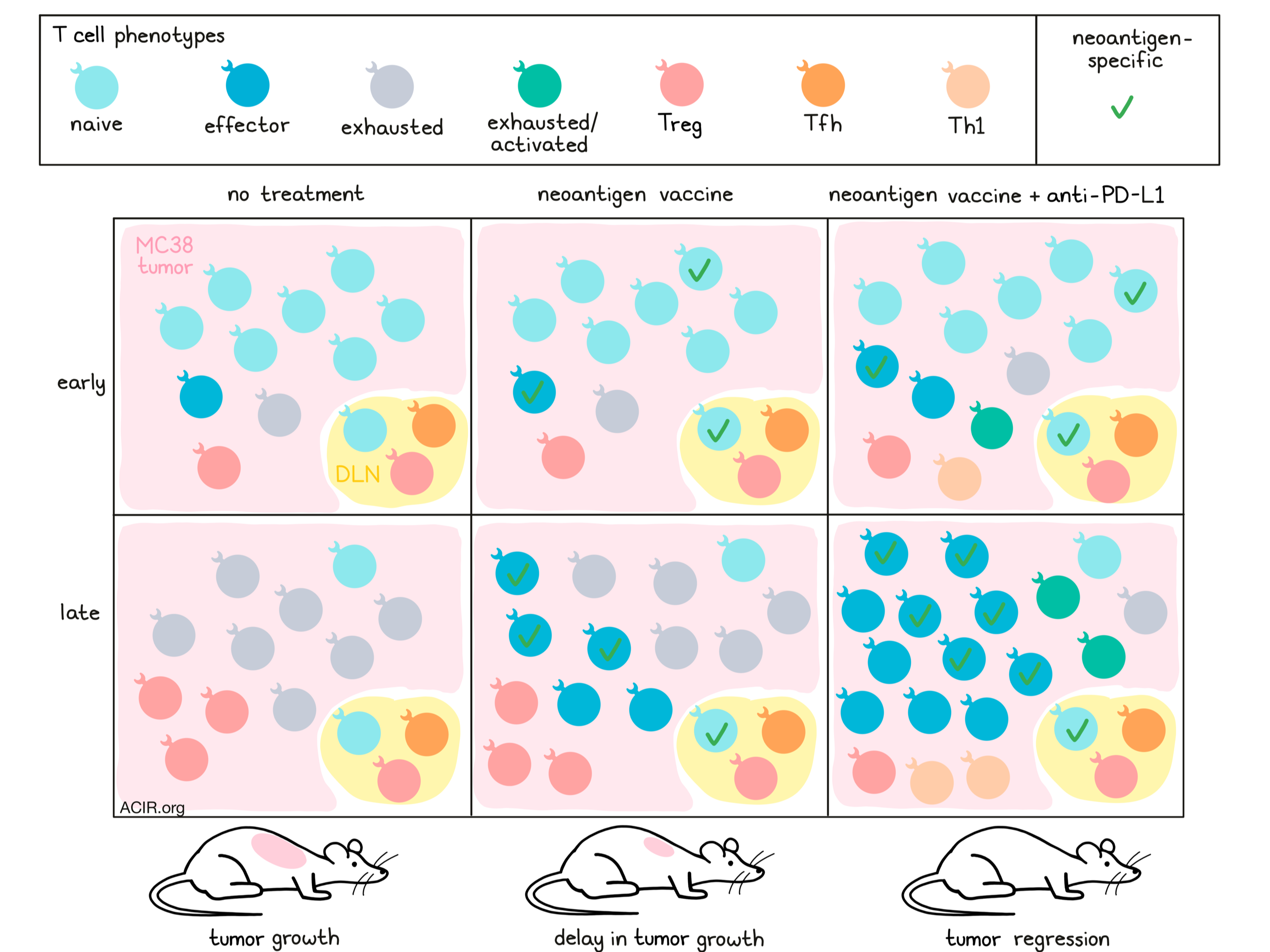 Inducing optimal antitumor T cells by combining vaccination and checkpoint  therapy