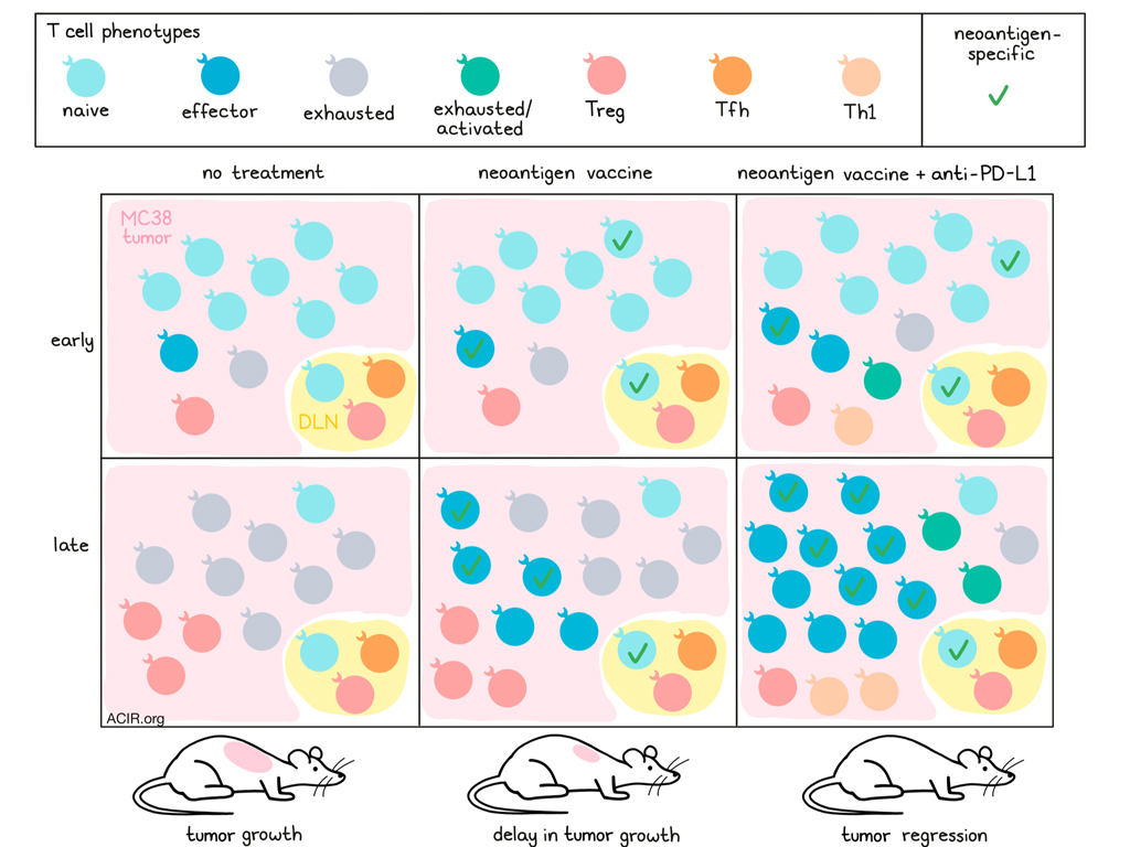 Inducing optimal antitumor T cells by combining vaccination and ...