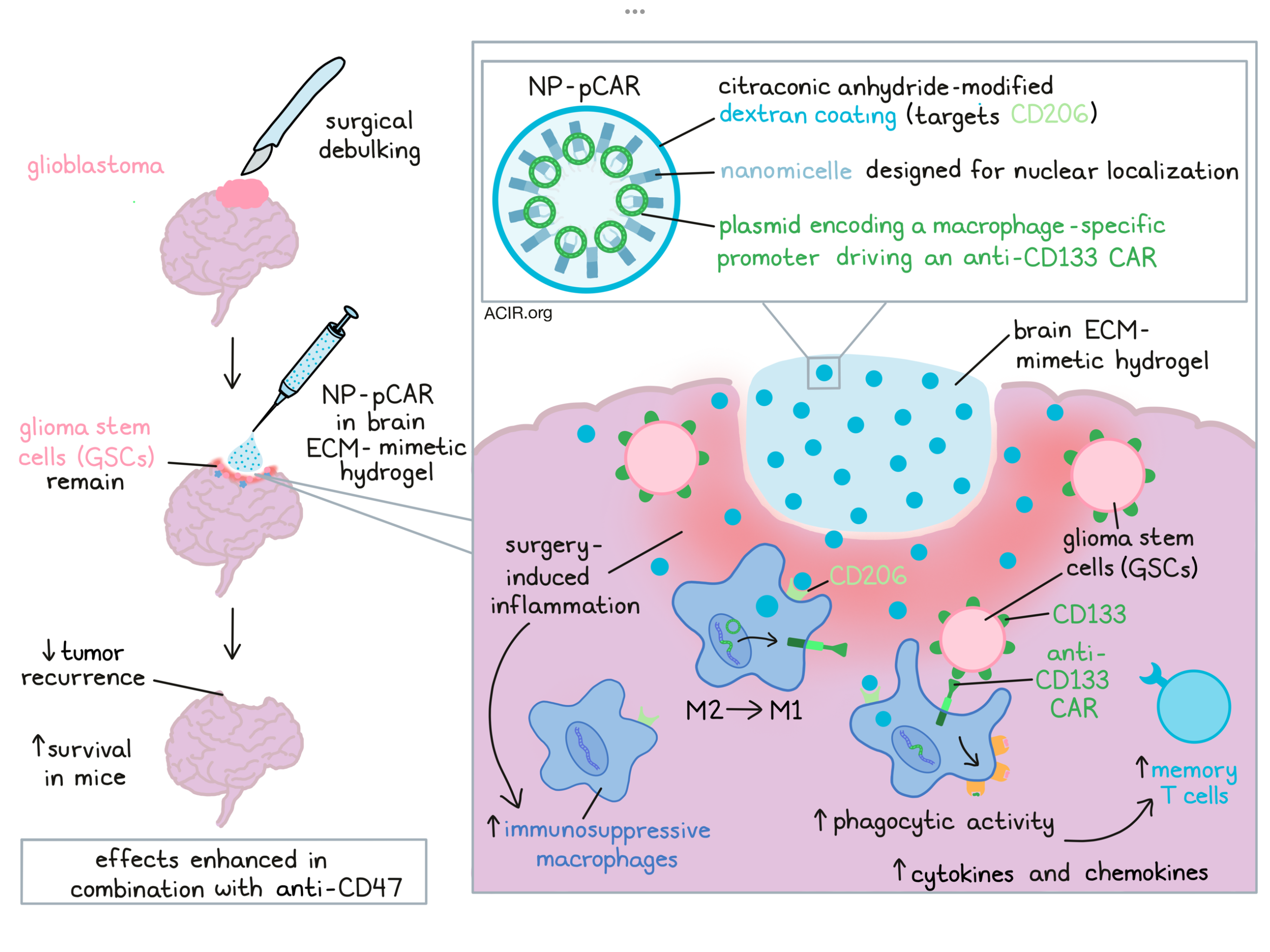 Frontiers Tumor-associated Microglia And Macrophages In