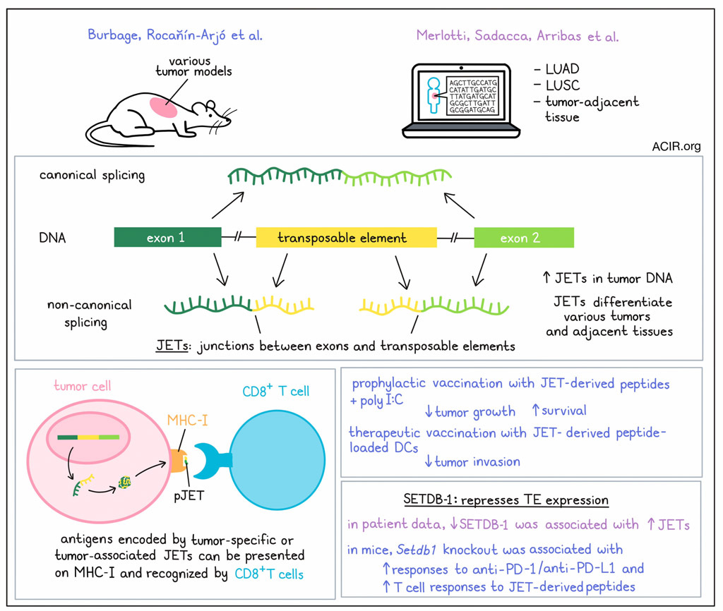 New source of tumor antigens found that is targetable with immunotherapy