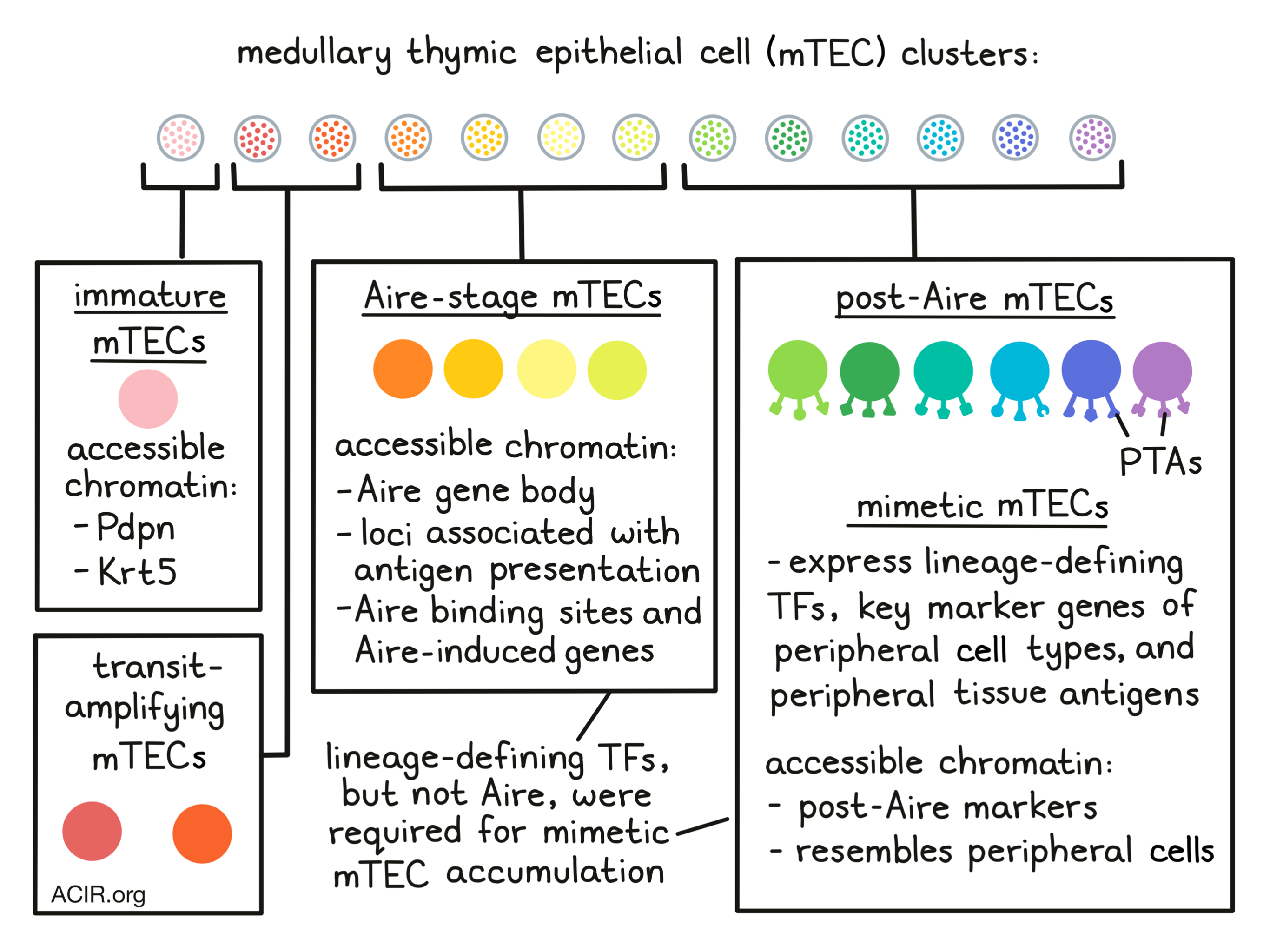 Thymus cells take on various shapes to select T cells