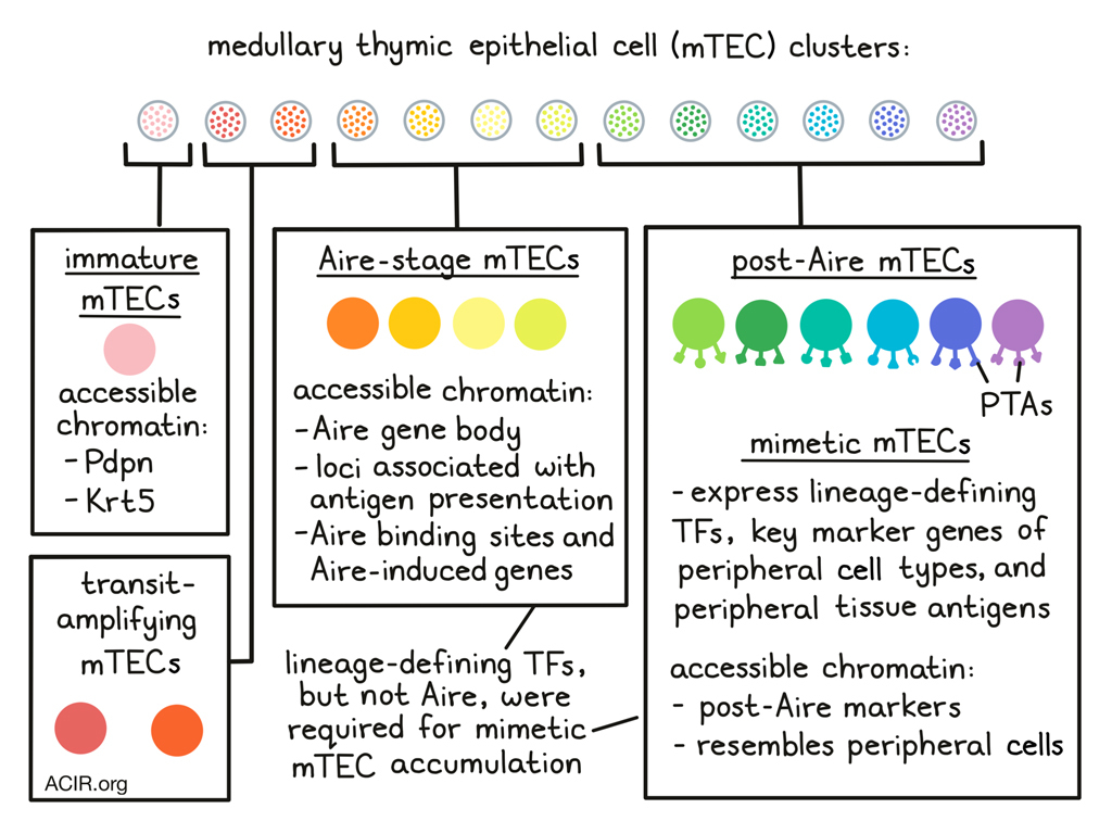 Thymus cells take on various shapes to select T cells