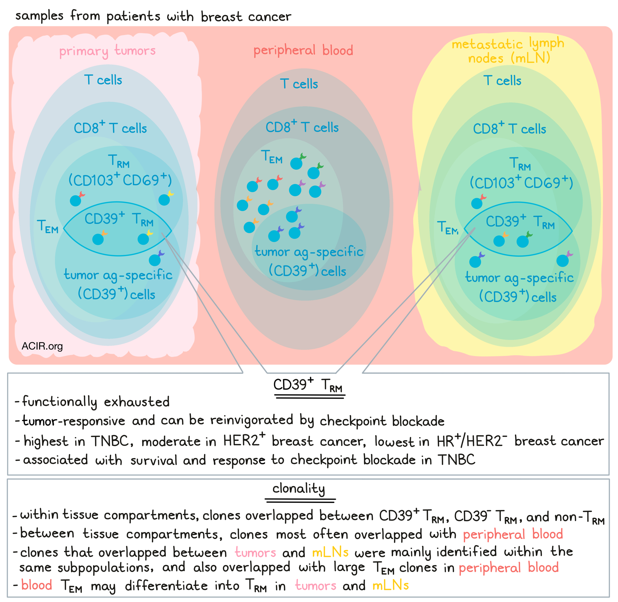 Tumor specific And Tissue resident Memory T Cells May Hold The Key In TNBC