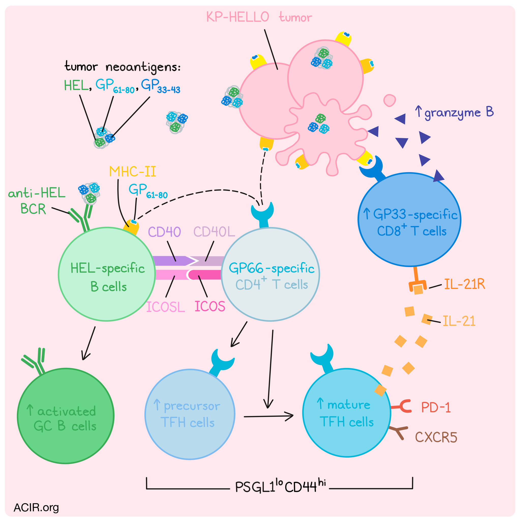 B cells and CD4+ T cells are the stage crew for antitumor immunity