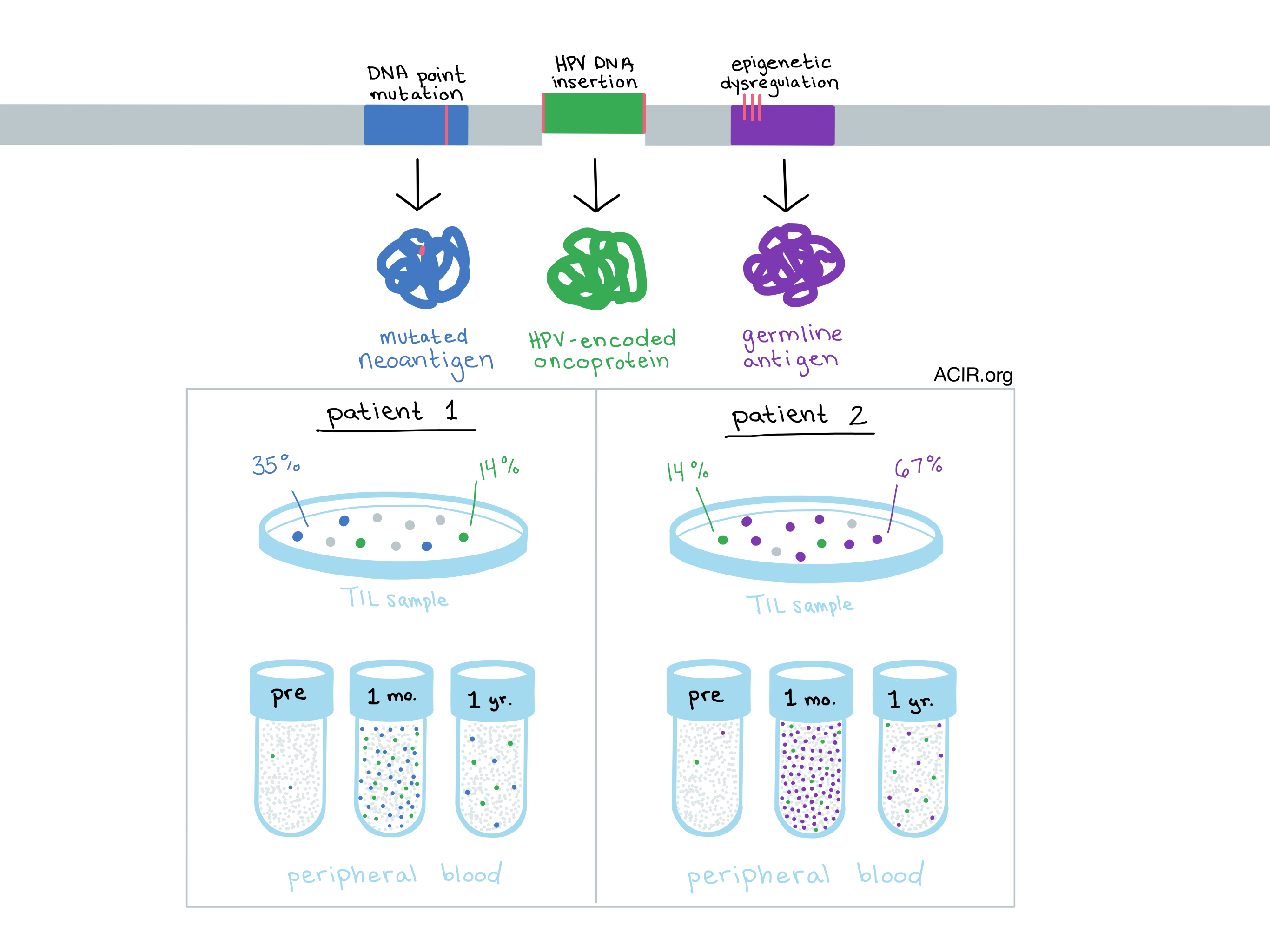 Frontiers - Recent Advances in Targeting CD8 T-Cell Immunity for More  Effective Cancer Immunotherapy - Immunology