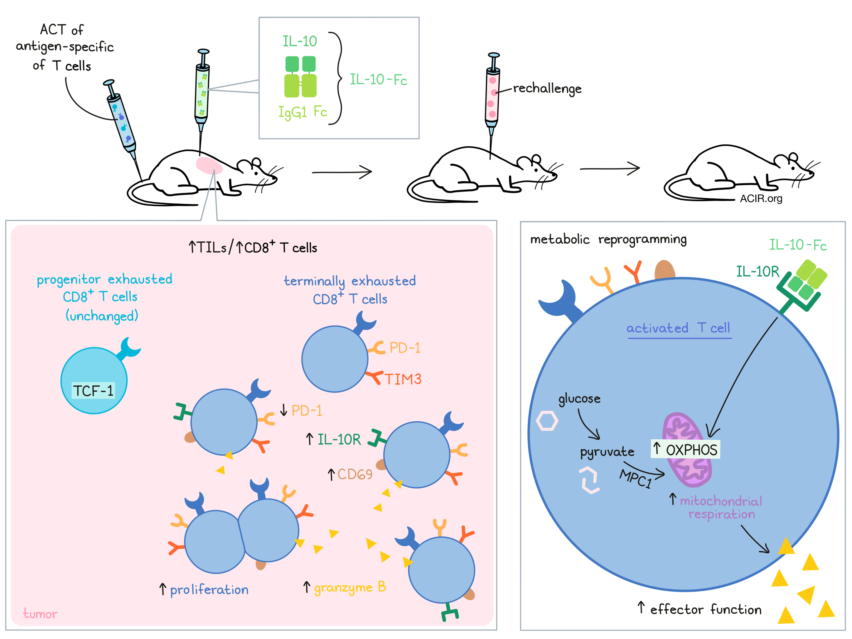 Exhausted T Cells at Phillip Akins blog