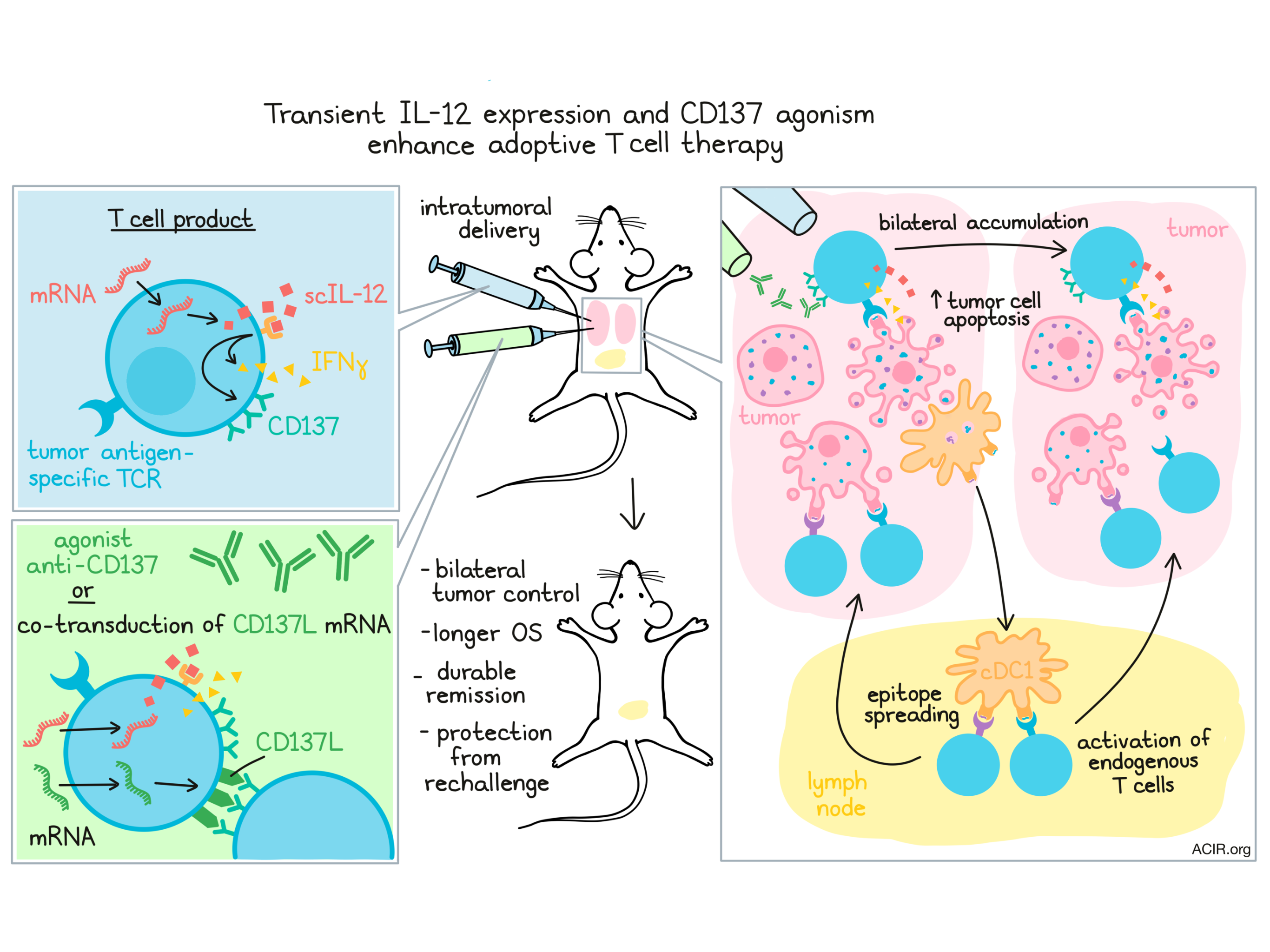 Fighting toxicity with transience by using IL-12 mRNA