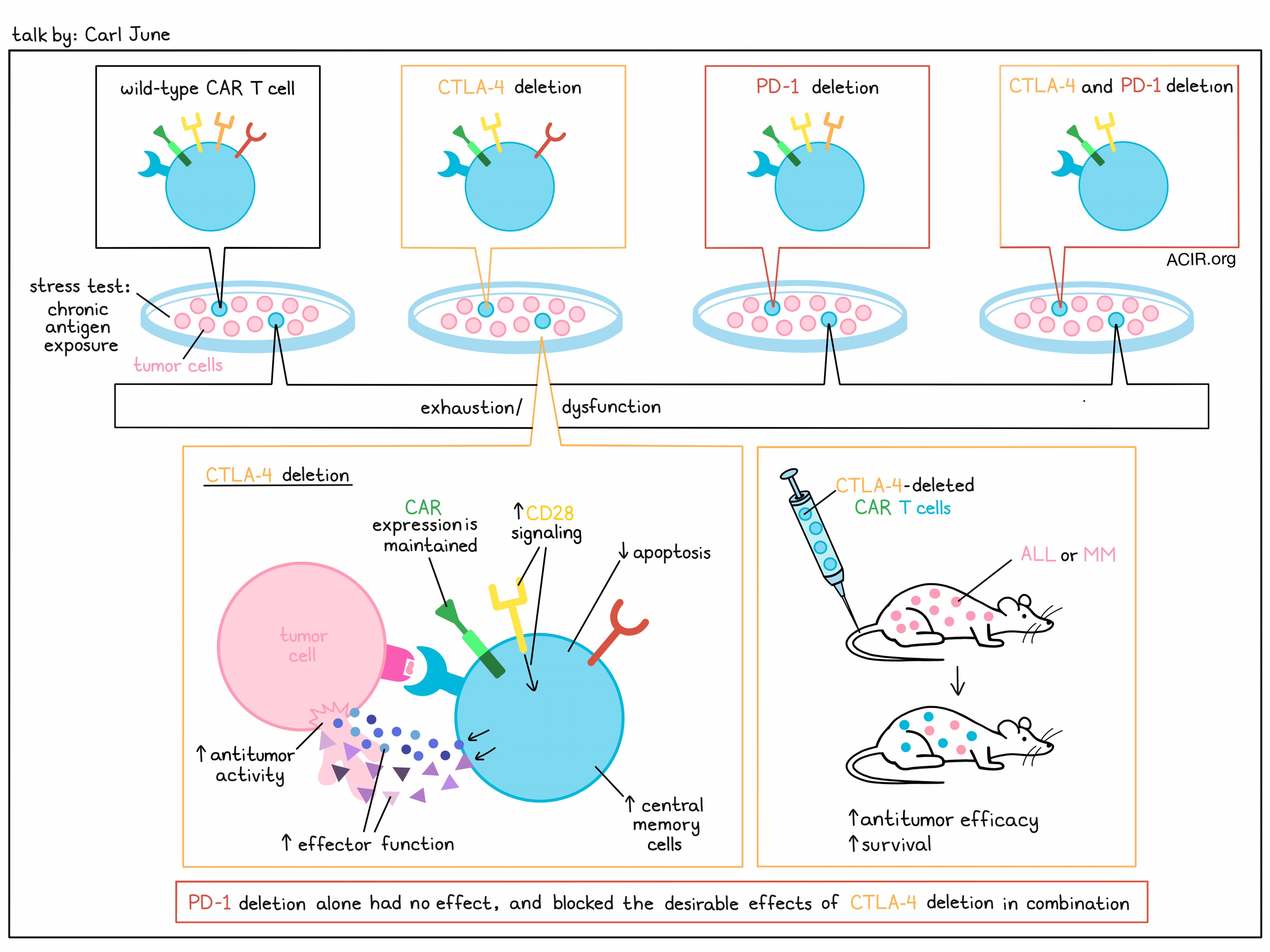 Transient rest restores functionality in exhausted CAR-T cells through  epigenetic remodeling