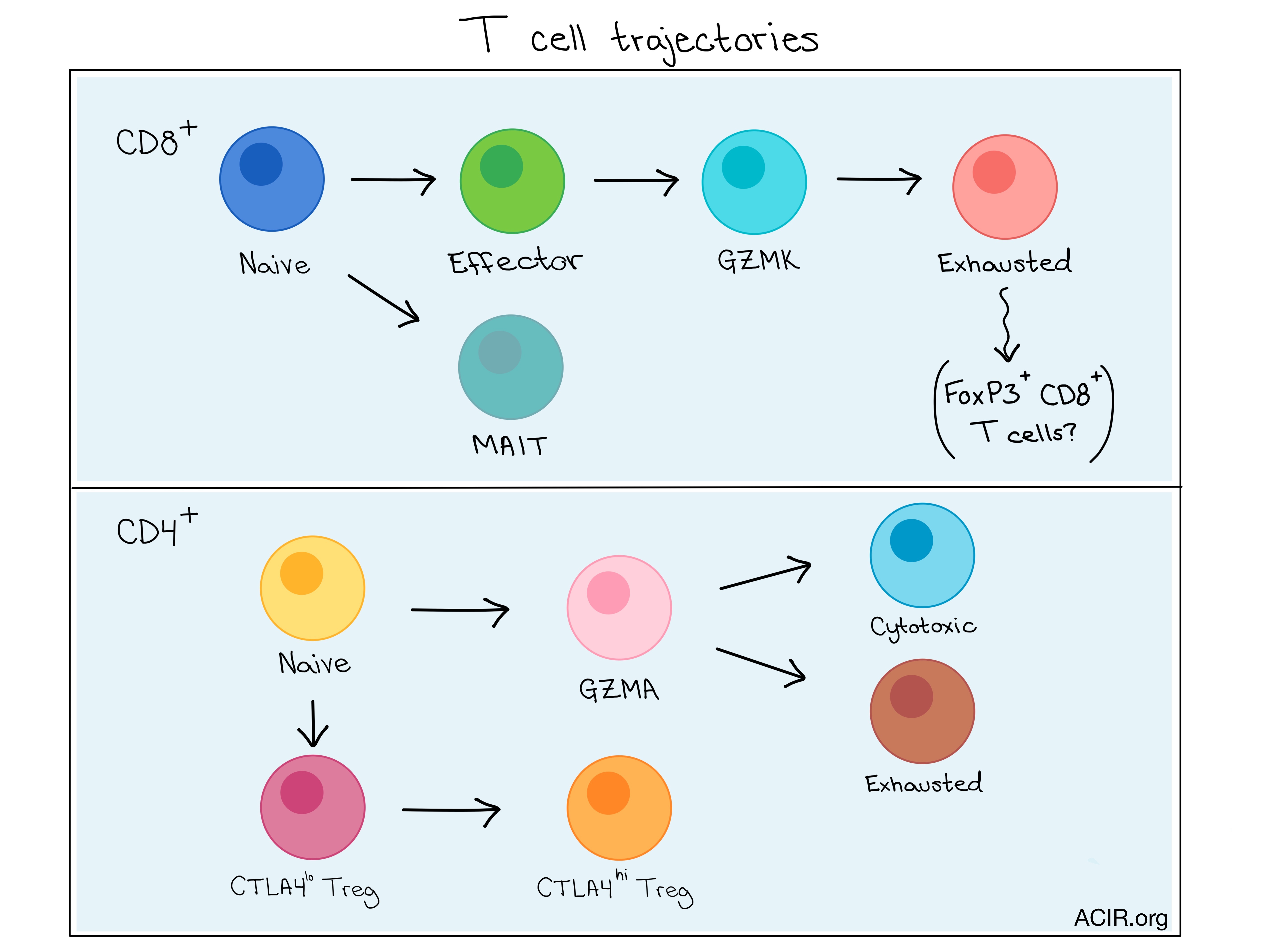 cytotoxic t cells cancer