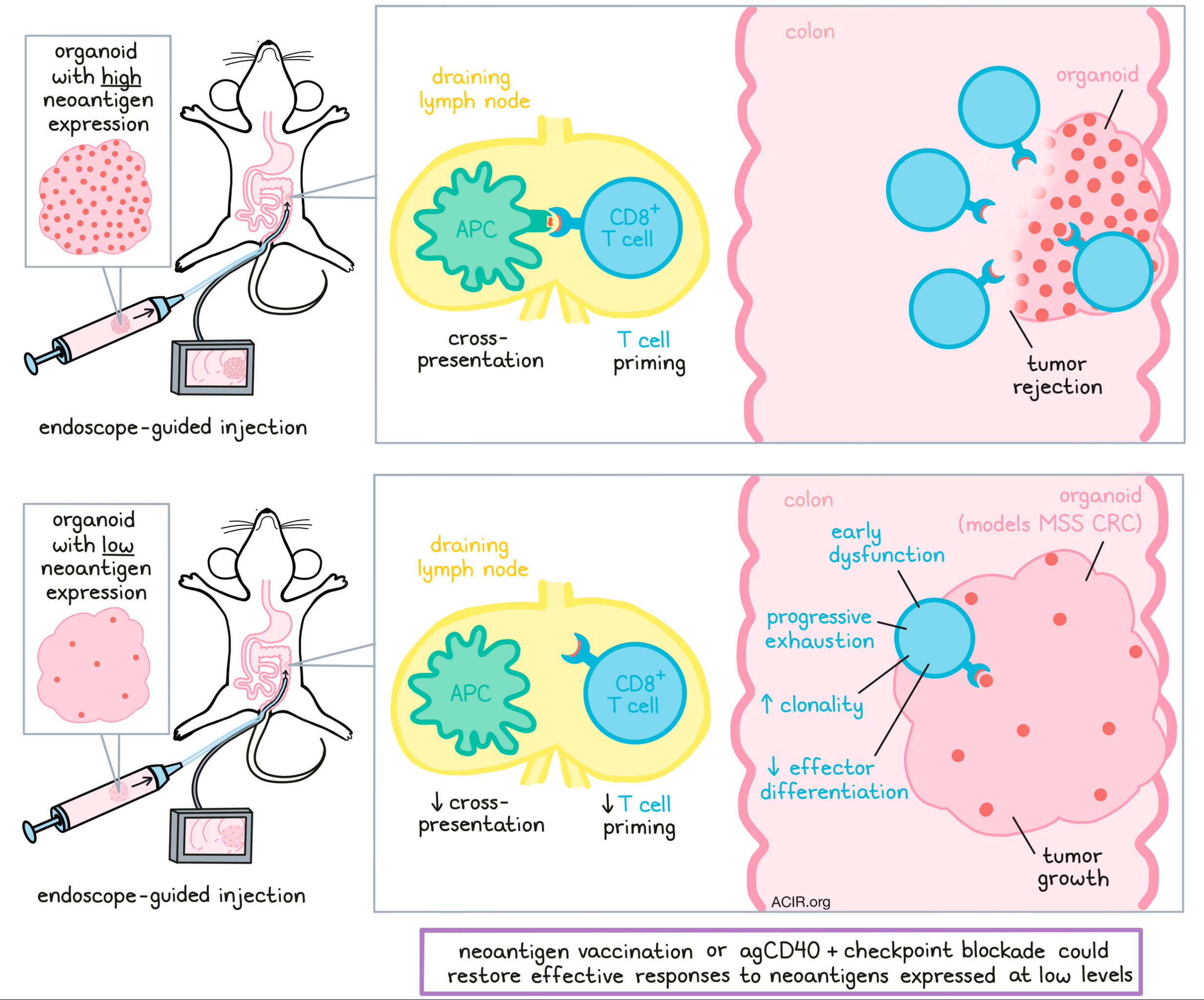 Just a few neoantigens may be enough for T cells to control