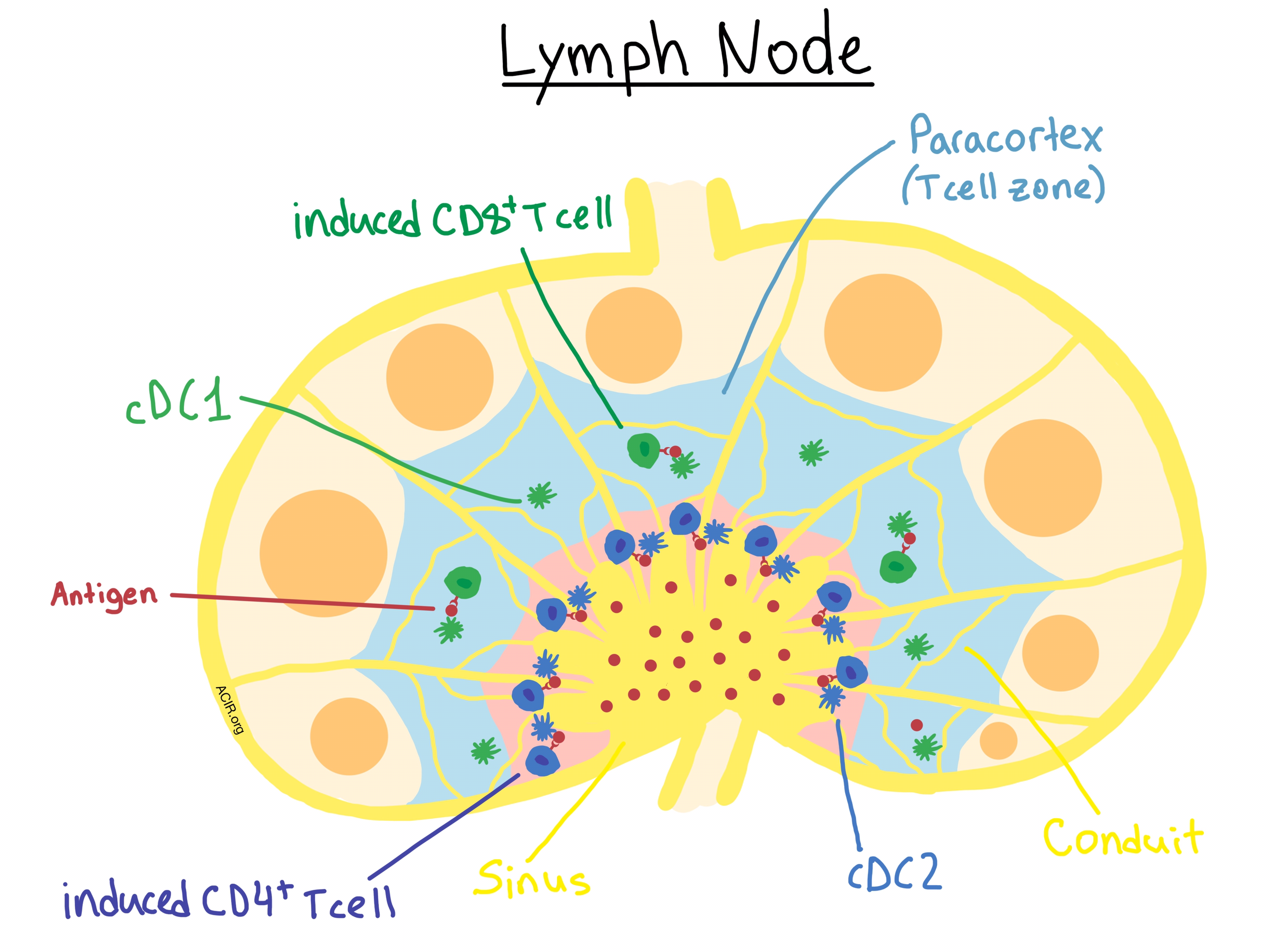 lymph nodes diagram