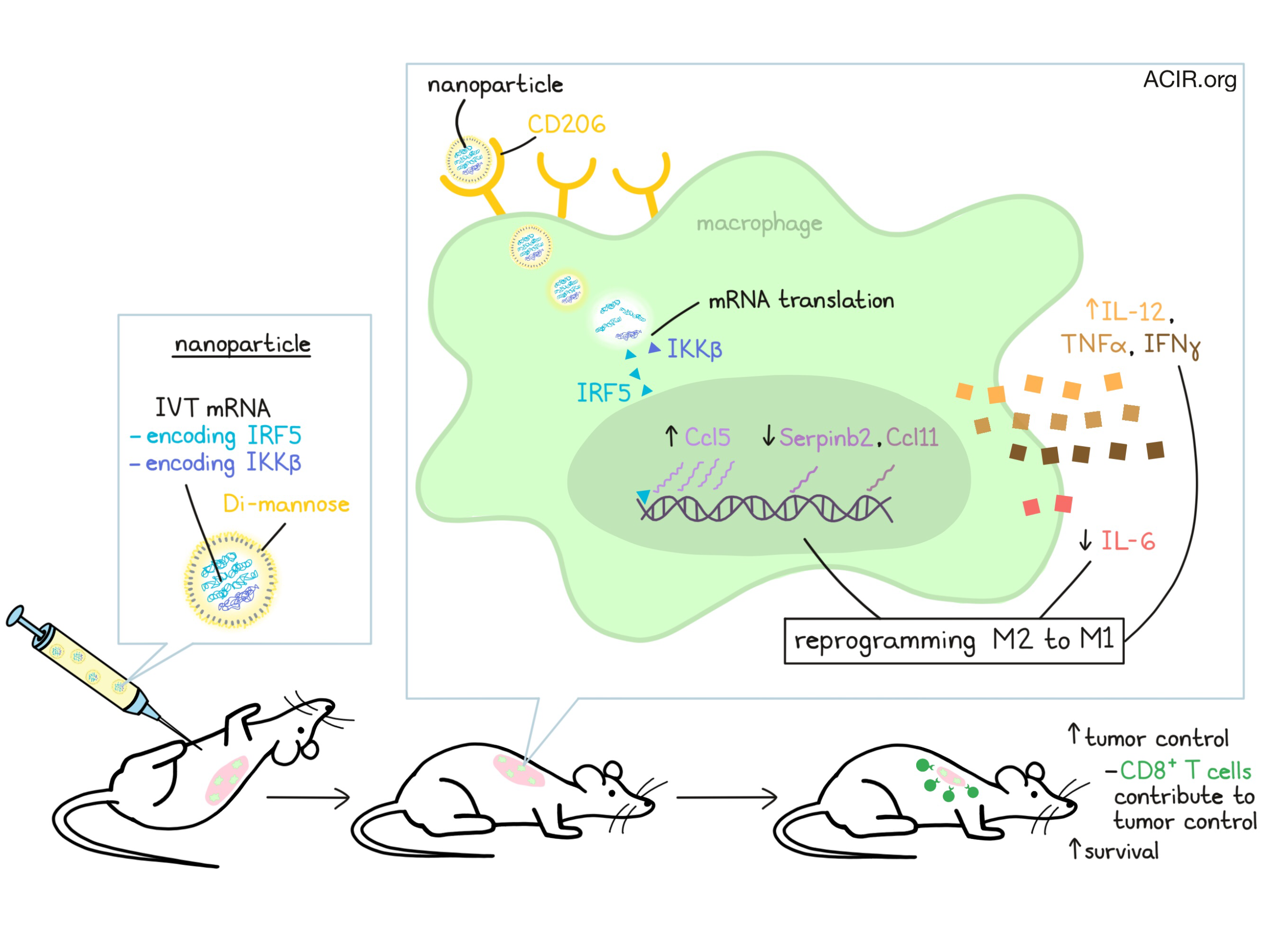 Macrophage Clip Art