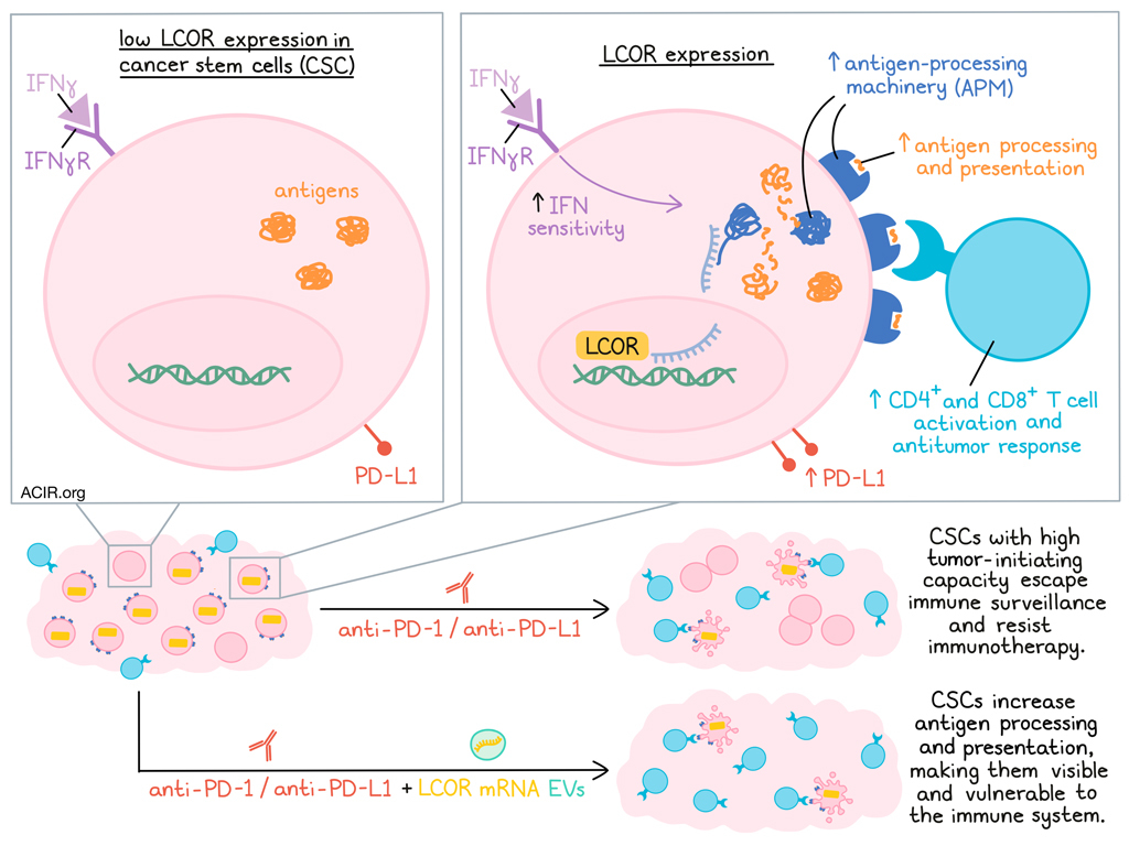 Low LCOR allows cancer stem cells hide out