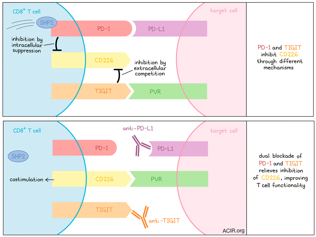 TIGIT and PD-1 join forces to inhibit CD226 costimulation